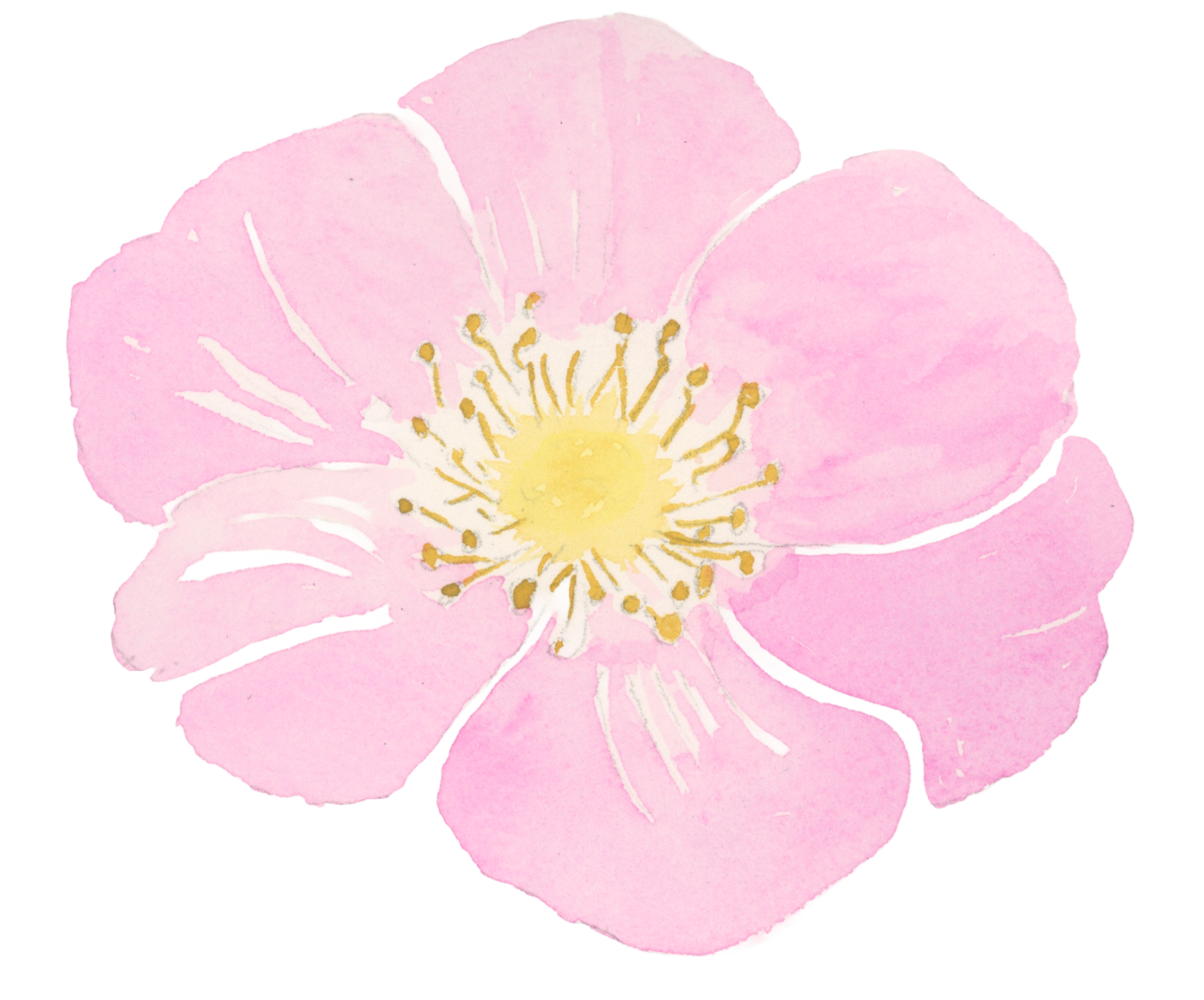 Hand-painted pink wild rose in watercolor