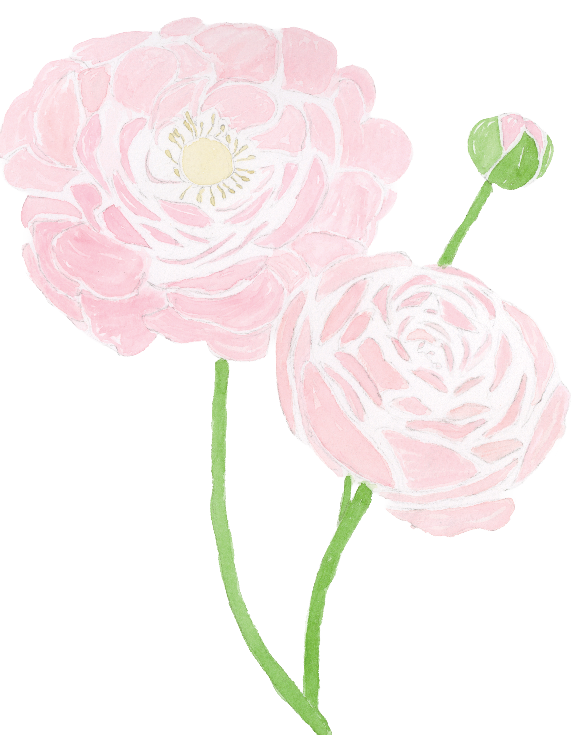 Hand-painted pink ranunculus with layered watercolor petals.