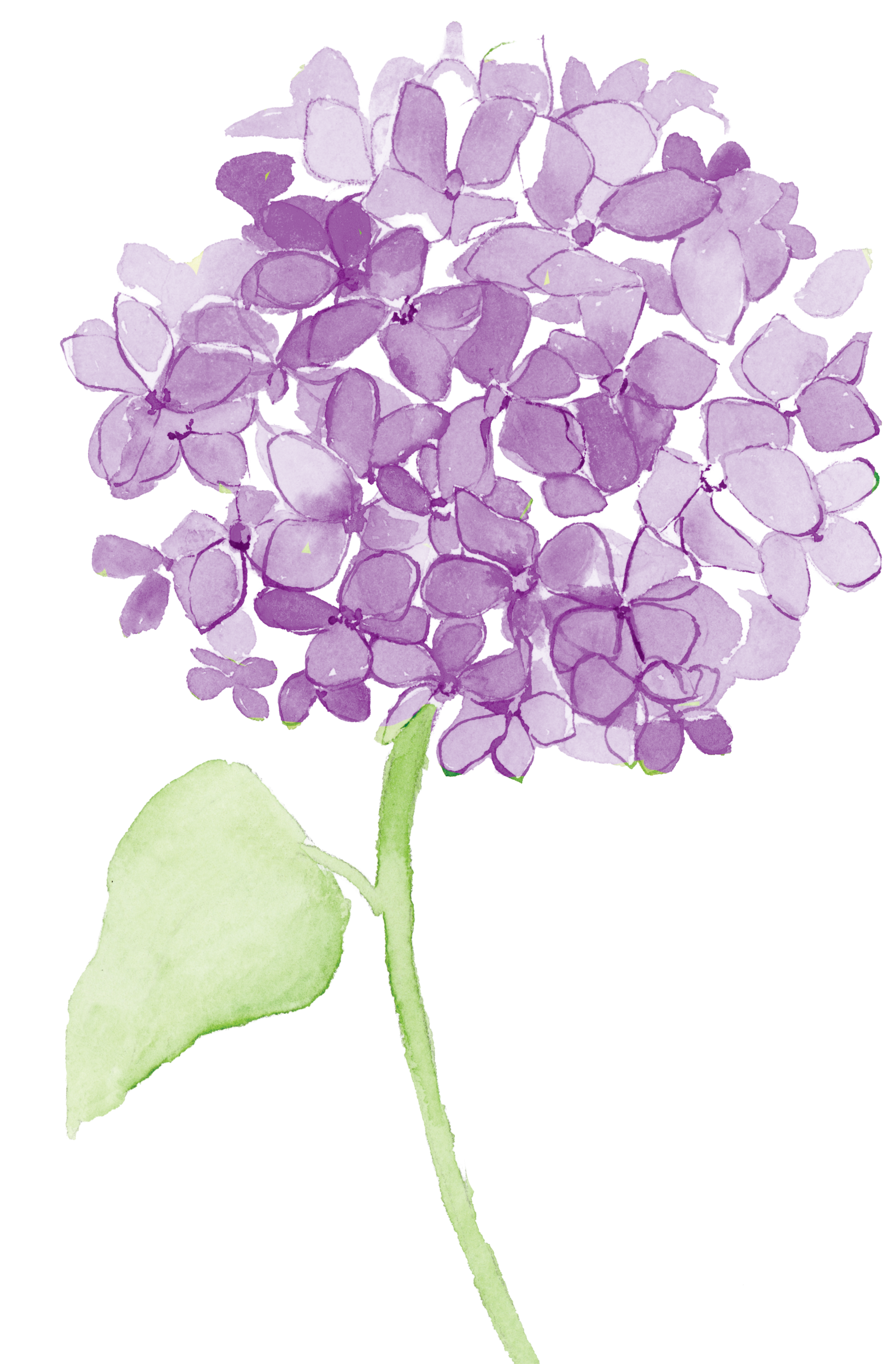 Purple watercolor hydrangea cluster with soft lavender petals.
