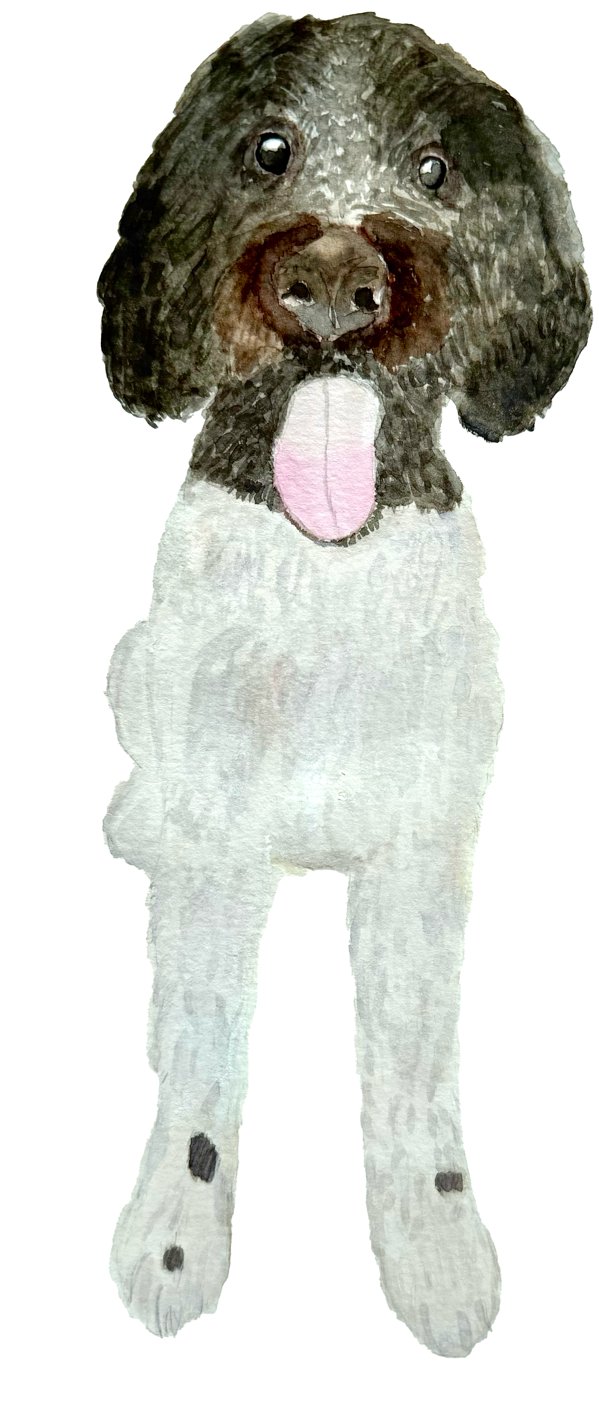 Watercolor painting of a dog with a white body, dark brown ears and face, and a pink tongue hanging out.