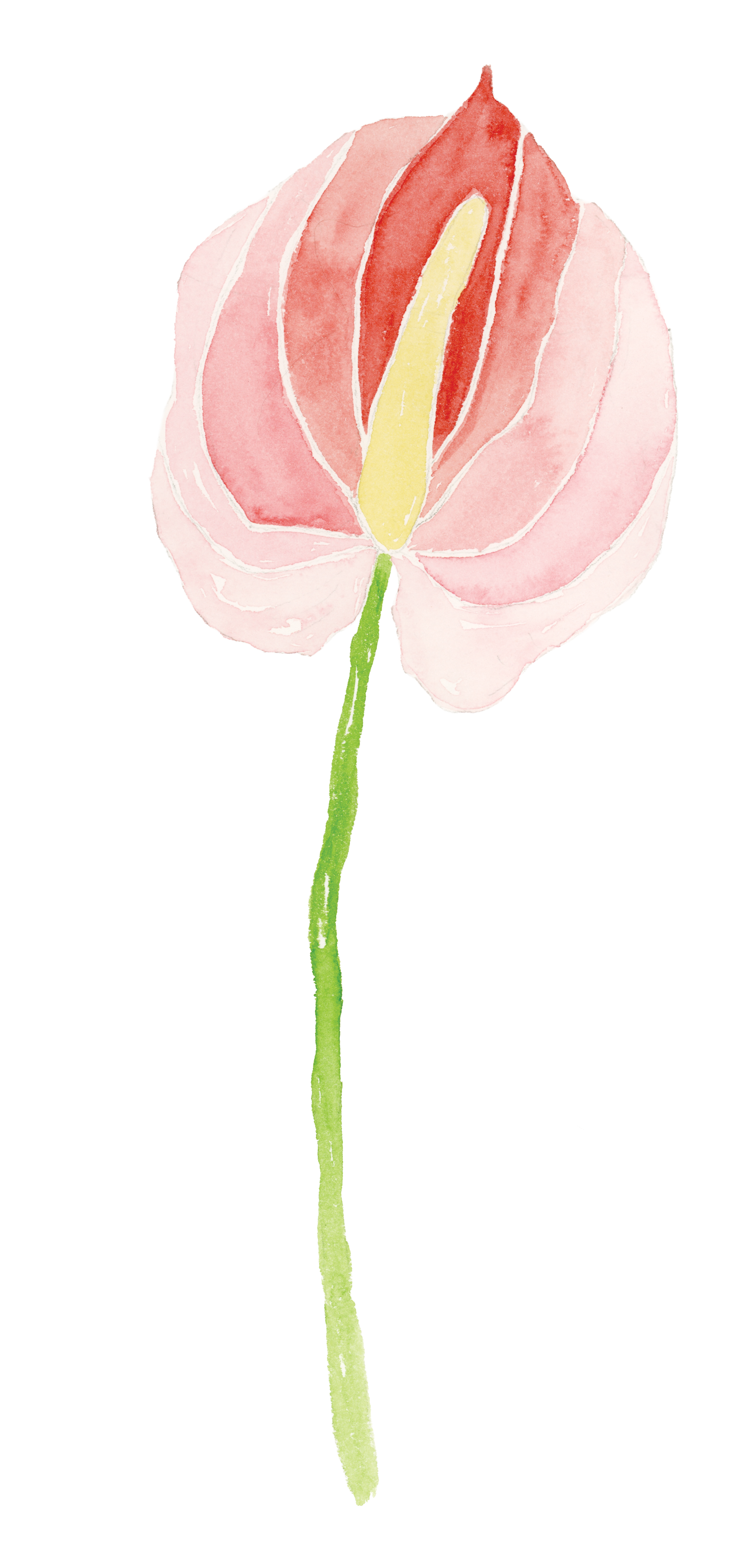 Coral pink watercolor anthurium with a curved green stem.