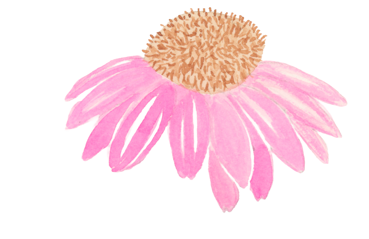 Pink watercolor coneflower with a dark center