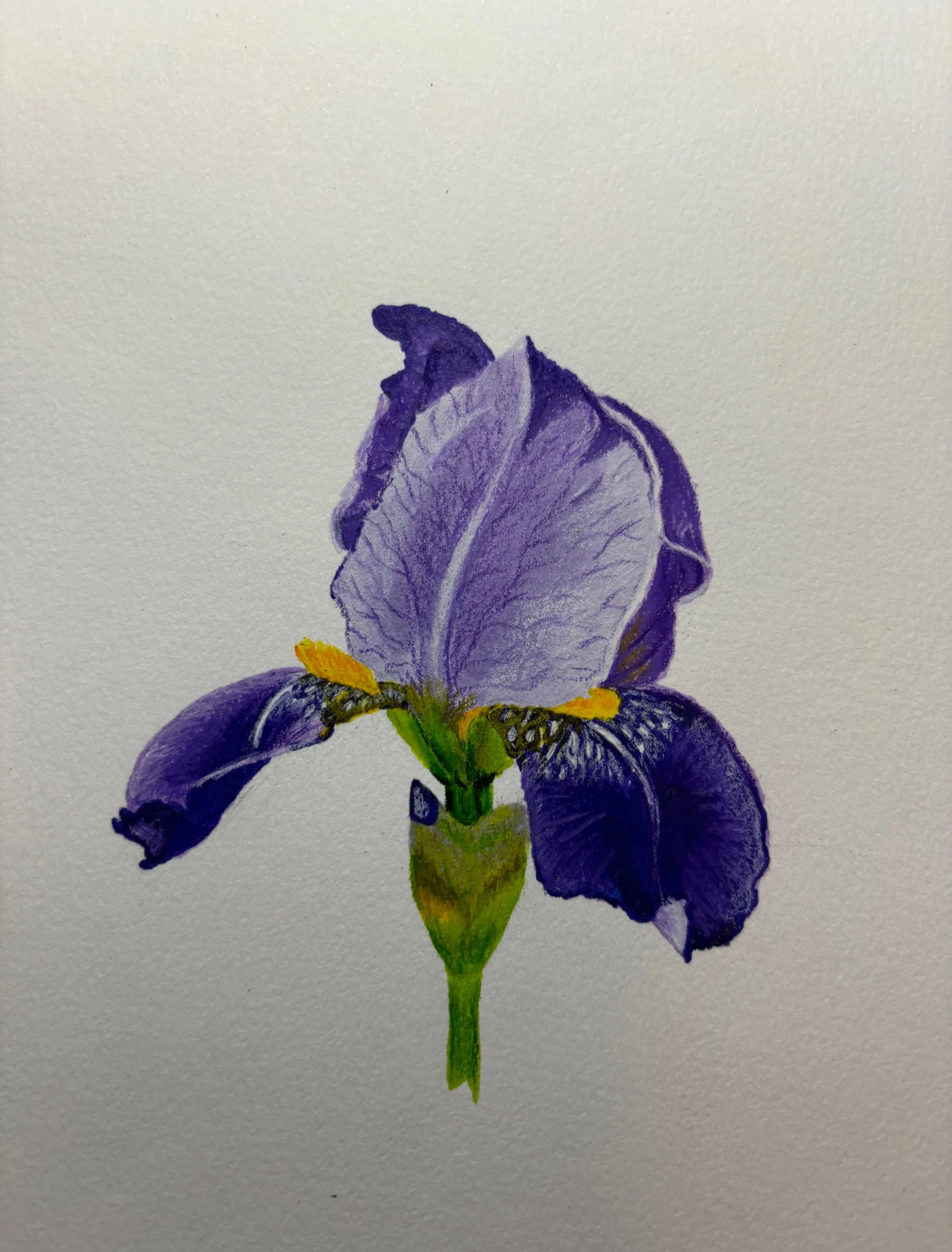 Iris Sketch.jpg