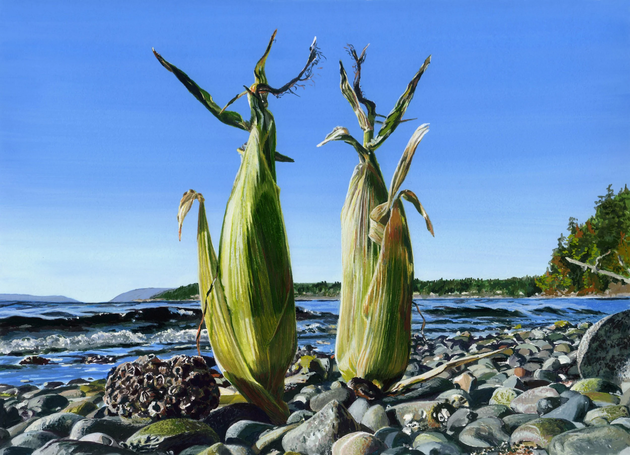 THE GREAT PACIFIC CORN PATCH, gouache on paper, 8" x 11", 2011,  Watershed Series 