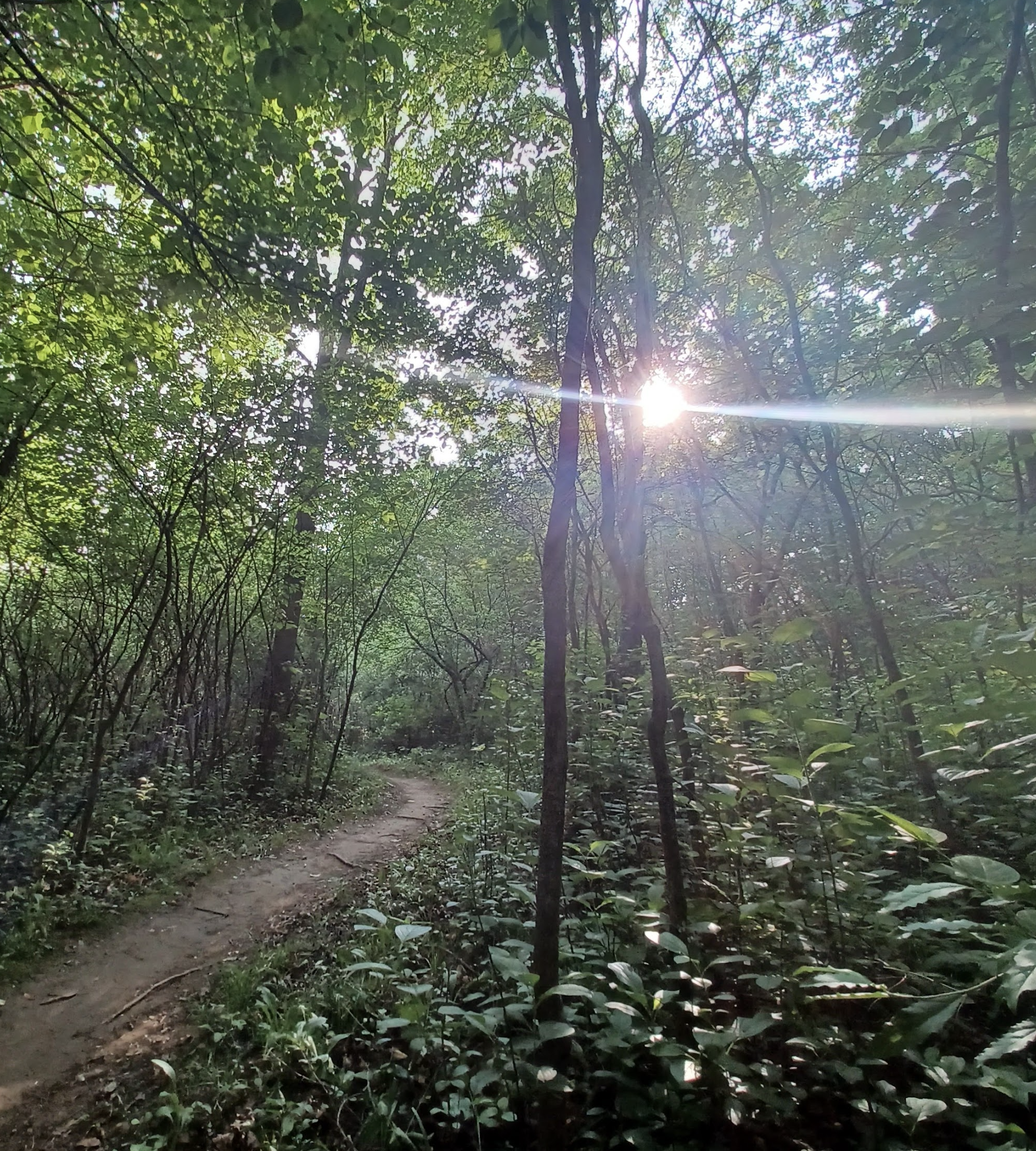 Sunlight peering through the trees at Havenwoods State Forest in Milwaukee, Wisconsin.