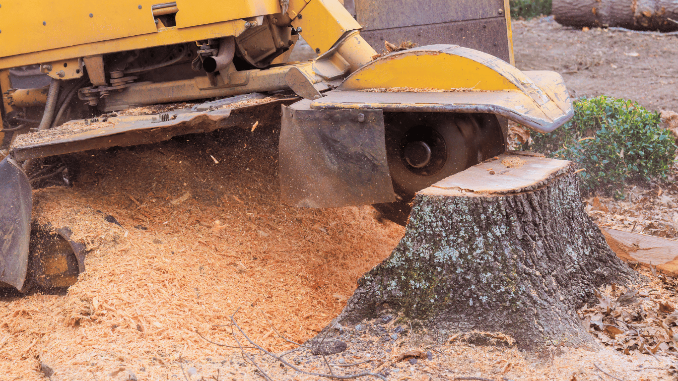 Stump grinding into wood chips