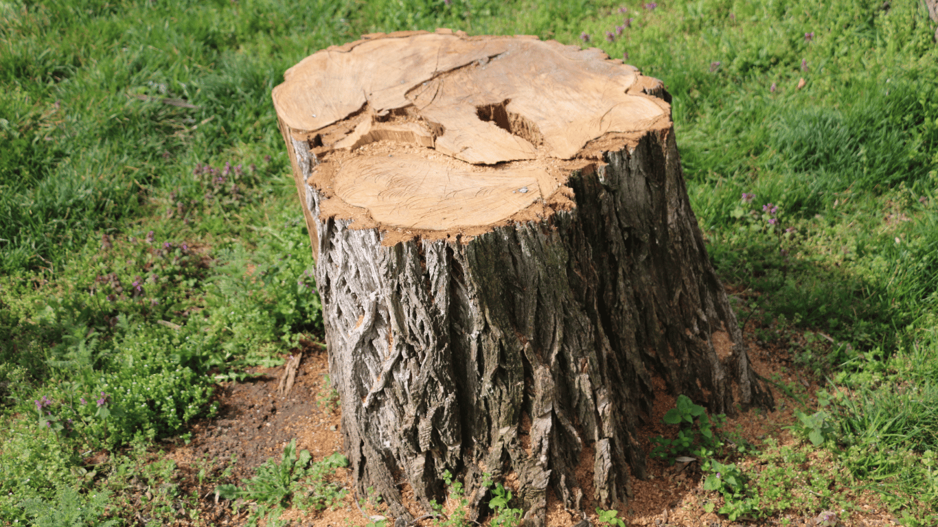 tulsa tree stump