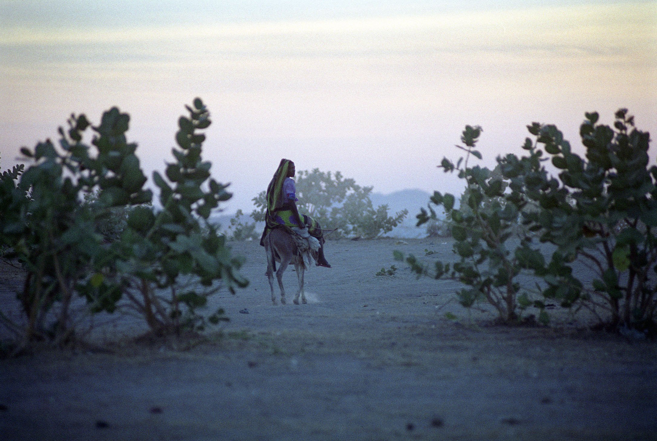 A person riding a donkey through a foggy, desert landscape with sparse bushes and distant mountains.