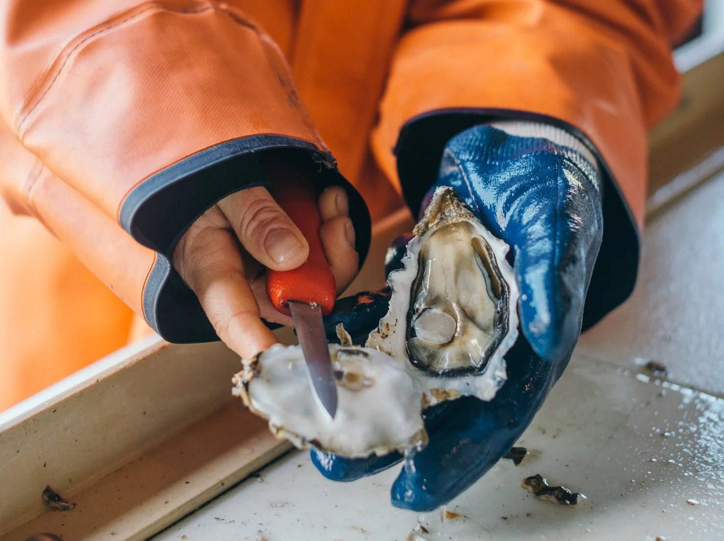 shucking-oysters-banner.jpg