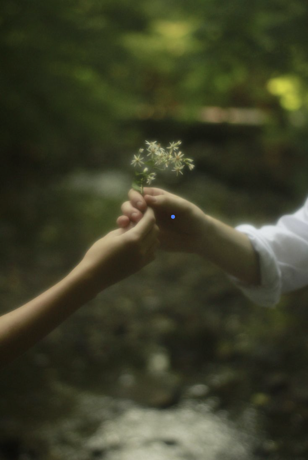 Soma Naturopathy - Herbal Medicine