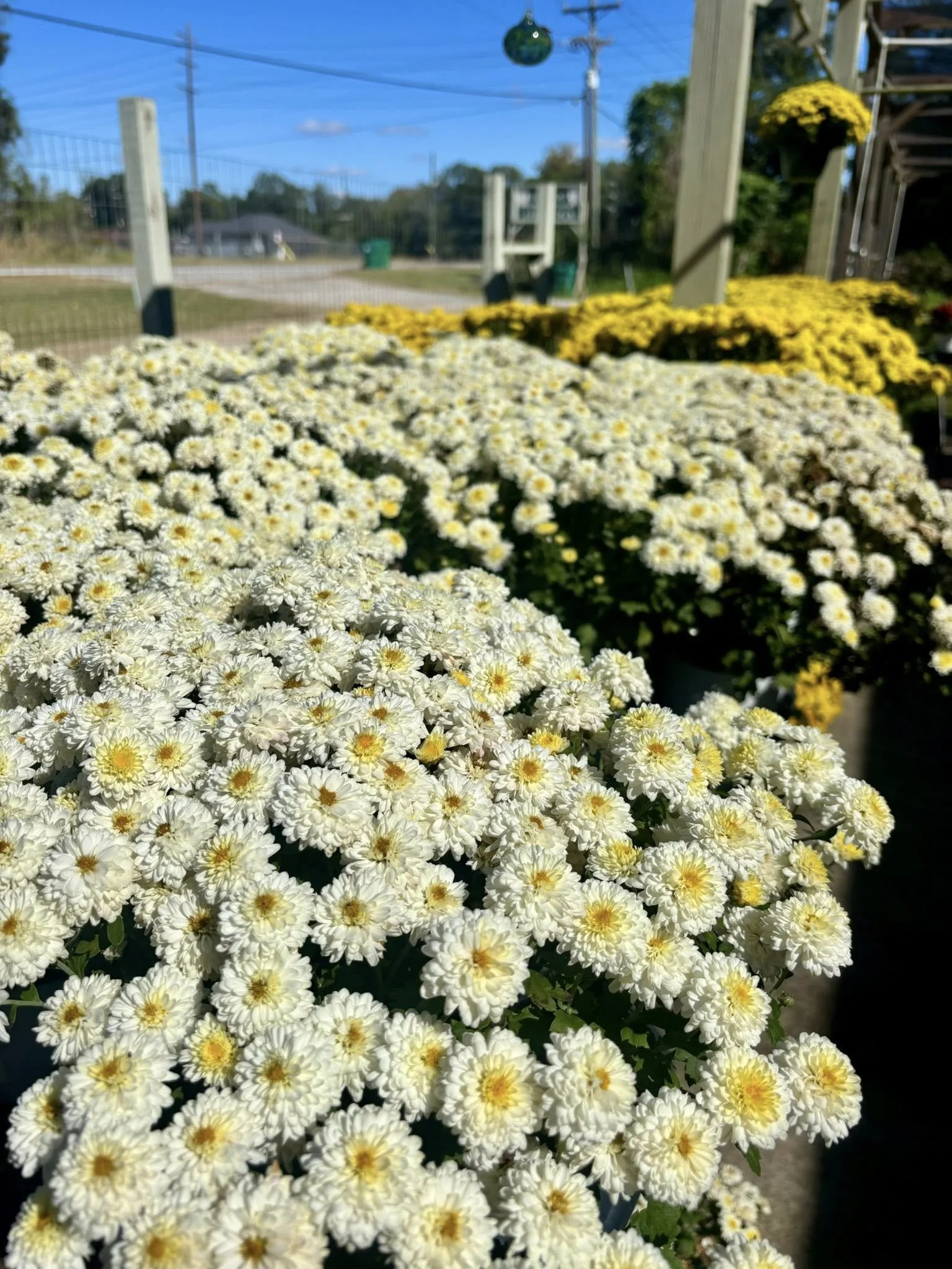 White chrysanthemums in bloom at an outdoor nursery at Dever Nursery and Speer Mowing In Sulphur Louisiana.