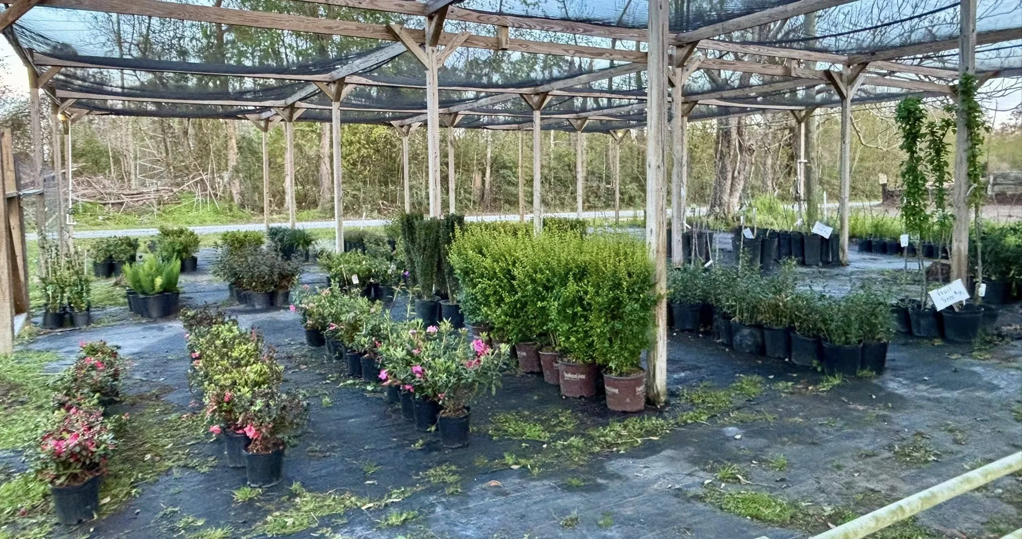 Nursery in Sulphur Louisiana with potted plants and shrubs in a shaded greenhouse structure.