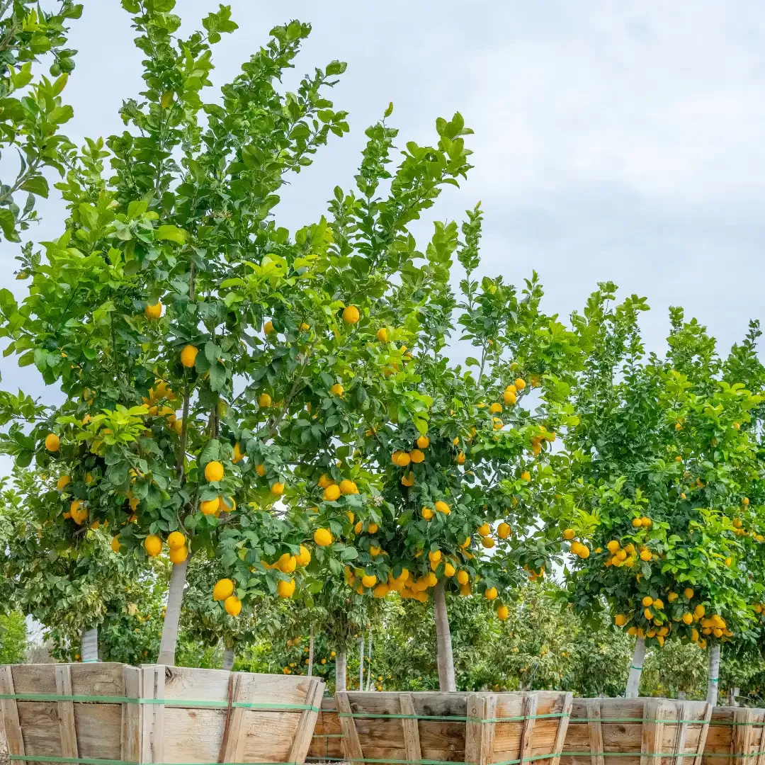 Lemon trees with ripe yellow lemons growing in large wooden containers at Dever Nursery in Southwest Louisiana
