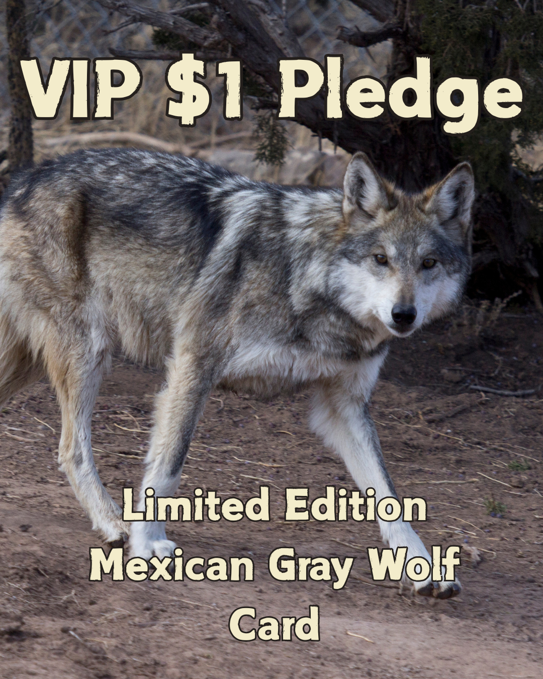 VIP Kickstarter Pledge