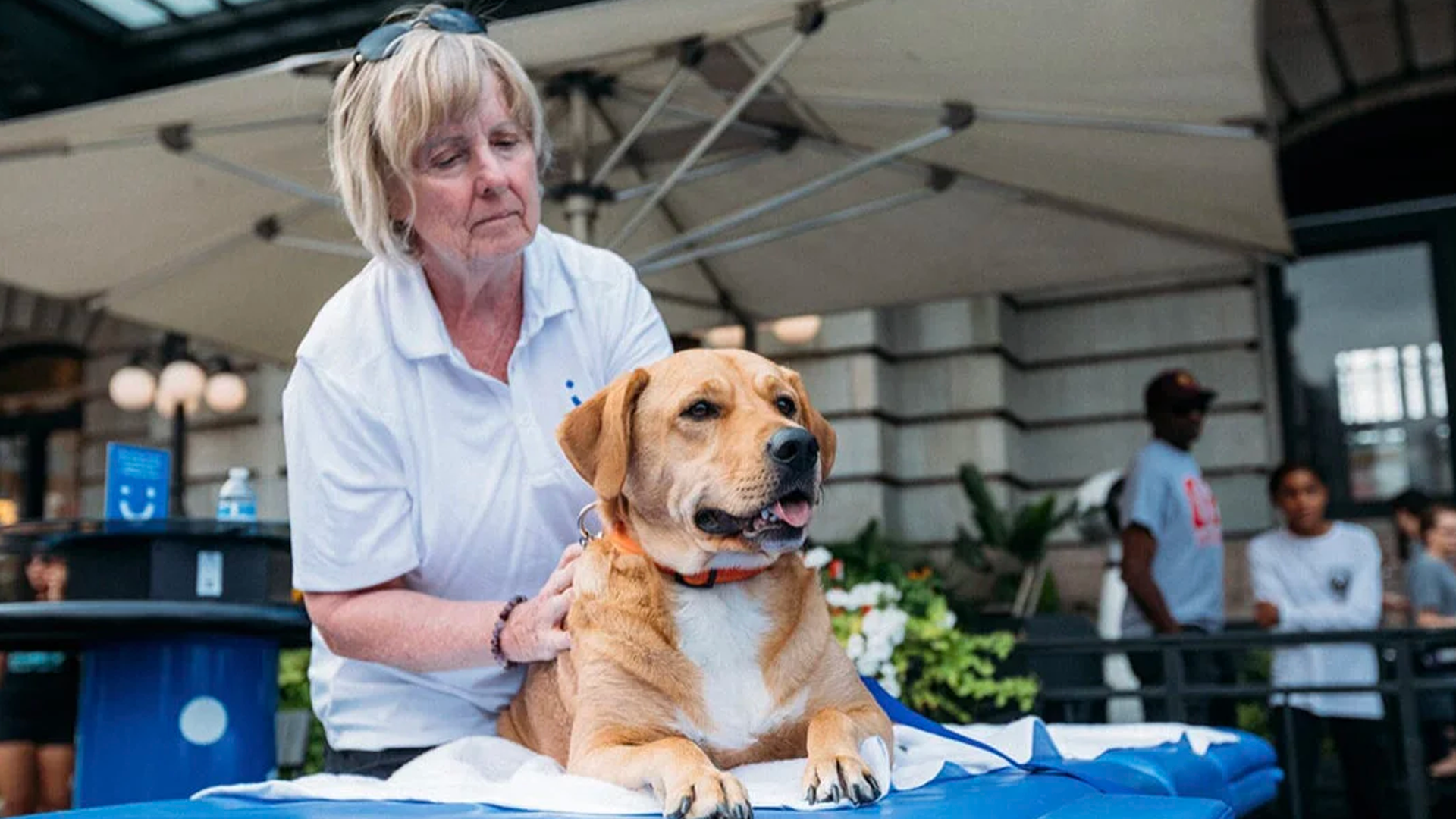 visible message dog.png