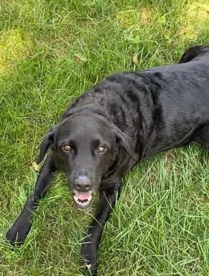 clean yard poop free. residential pooper scooping