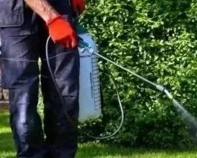 A person wearing dark clothing and red gloves using a pressure washer to clean outside greenery.