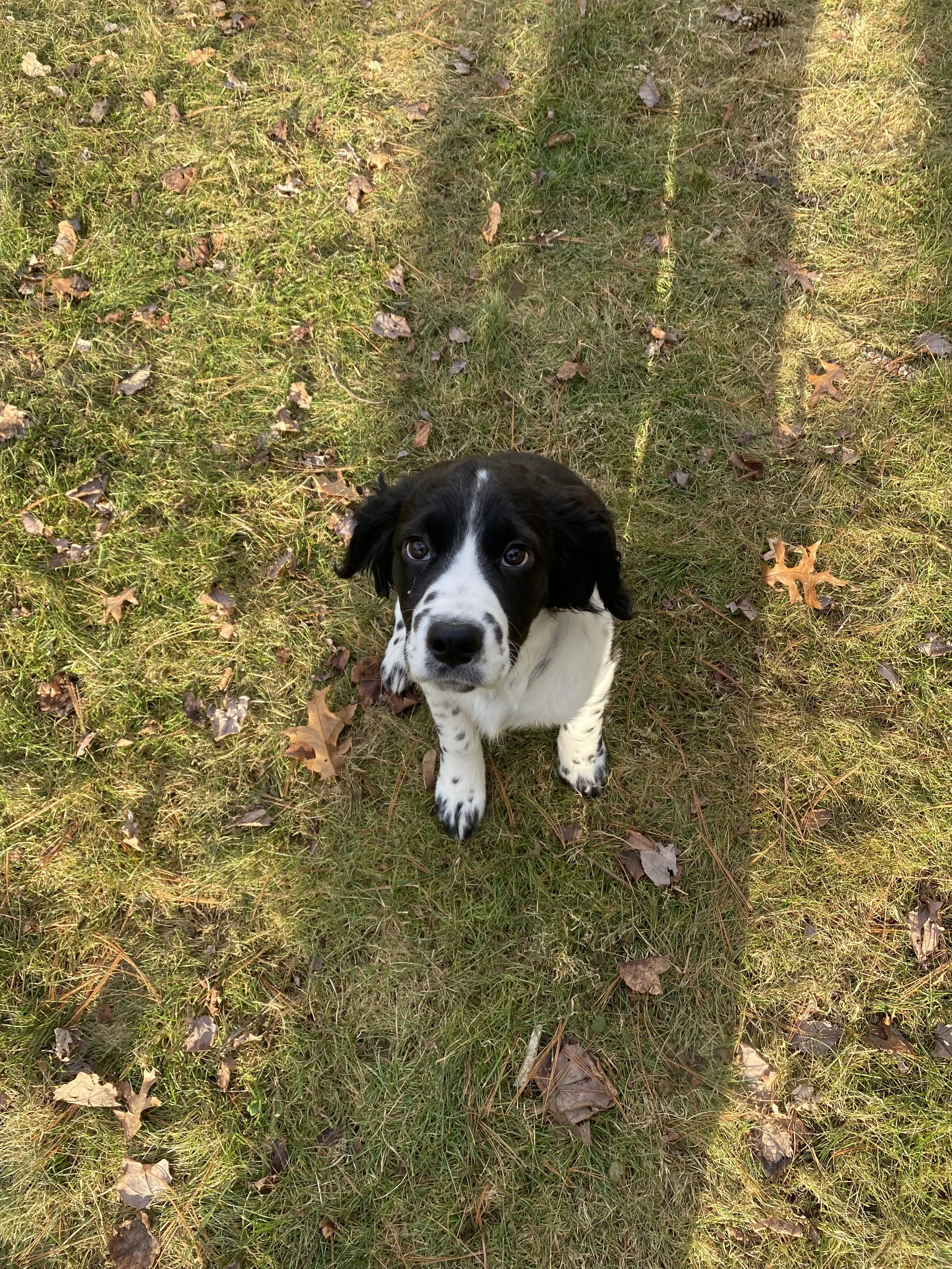 dog waste removal
