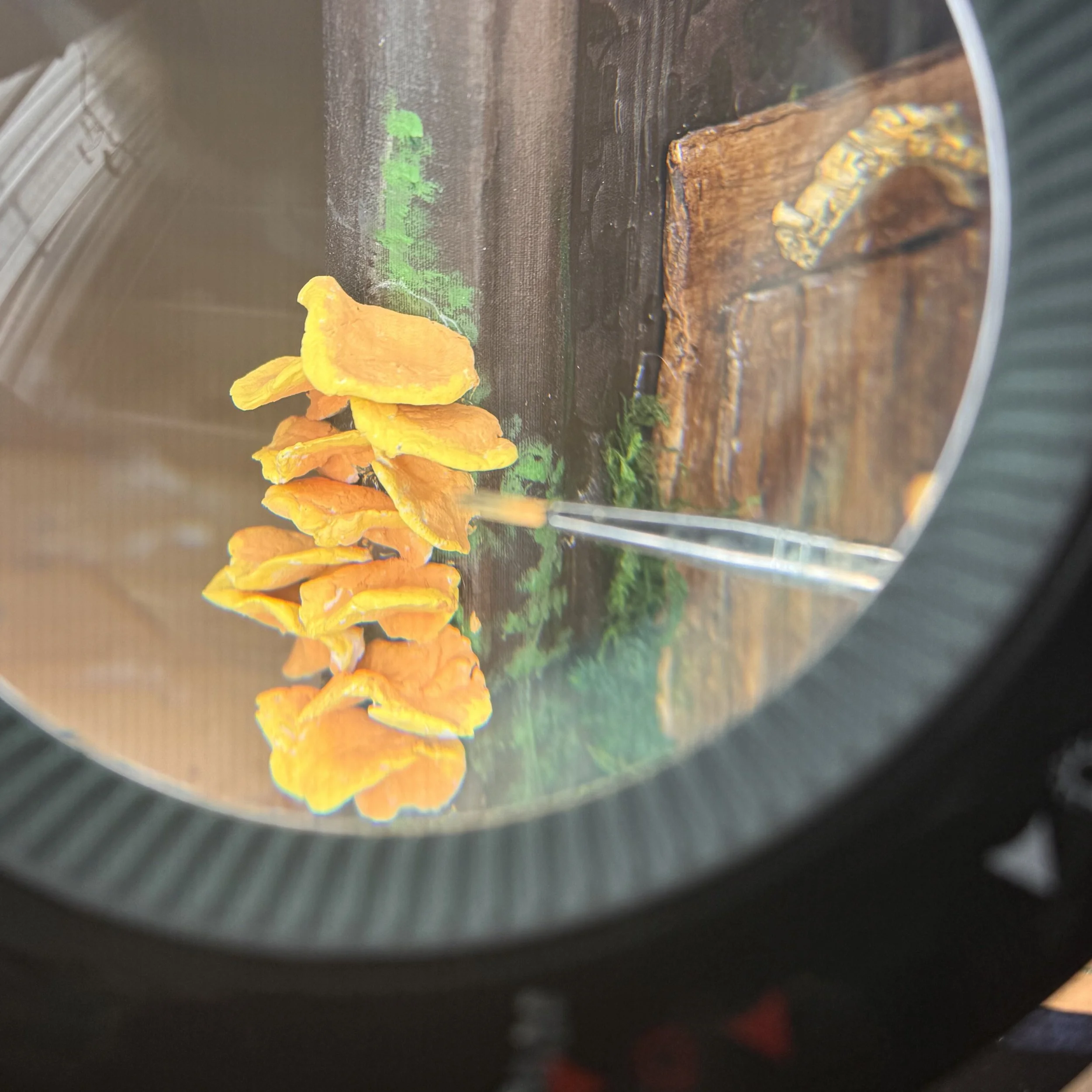 Magnifying light focused on yellow and orange mushrooms on the side of a fairy house