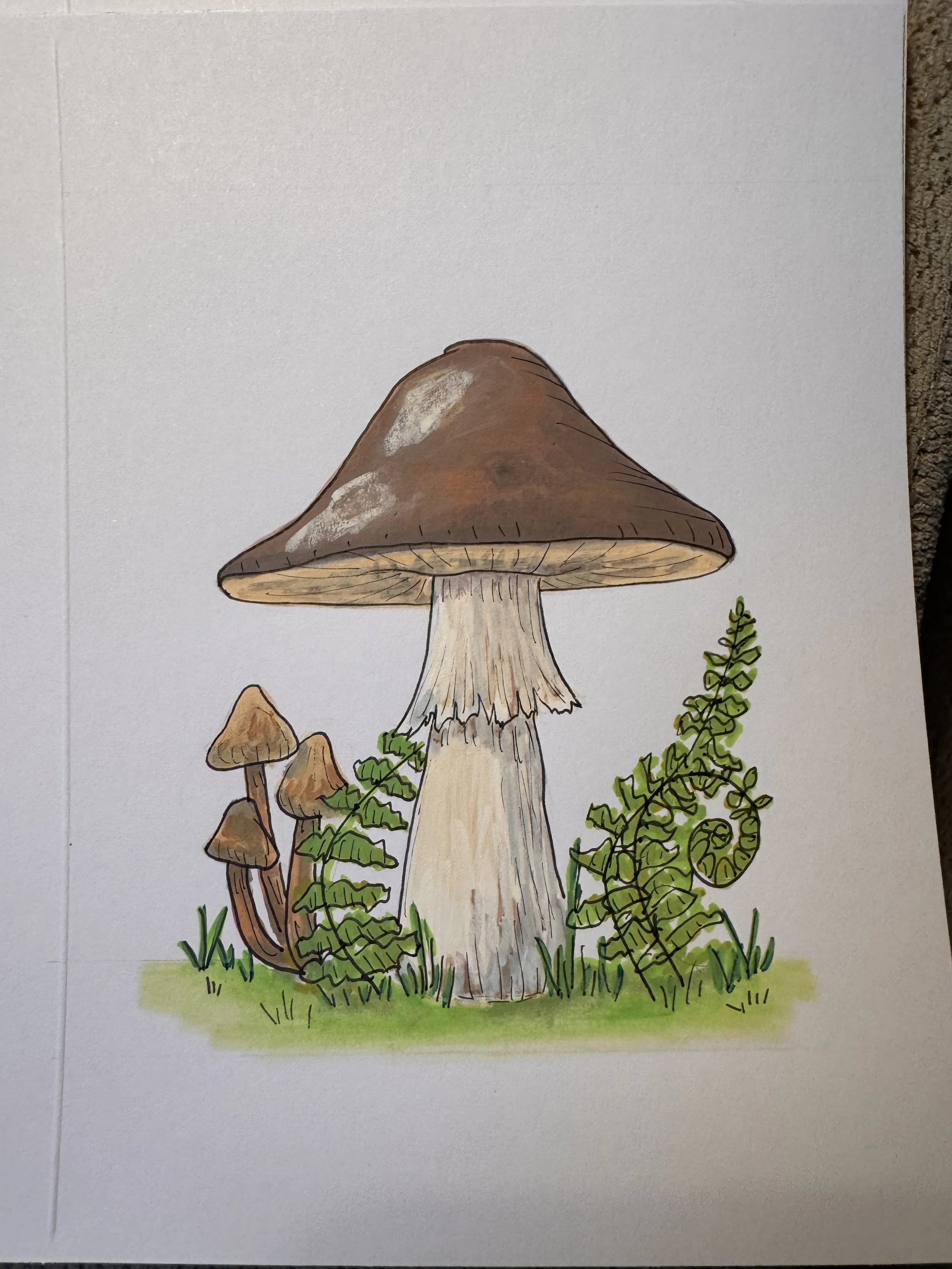 A drawing of three mushrooms, with the largest mushroom in the center and two smaller mushrooms to the left. The mushrooms are surrounded by green fern plants and grass, set on a simple grassy ground.