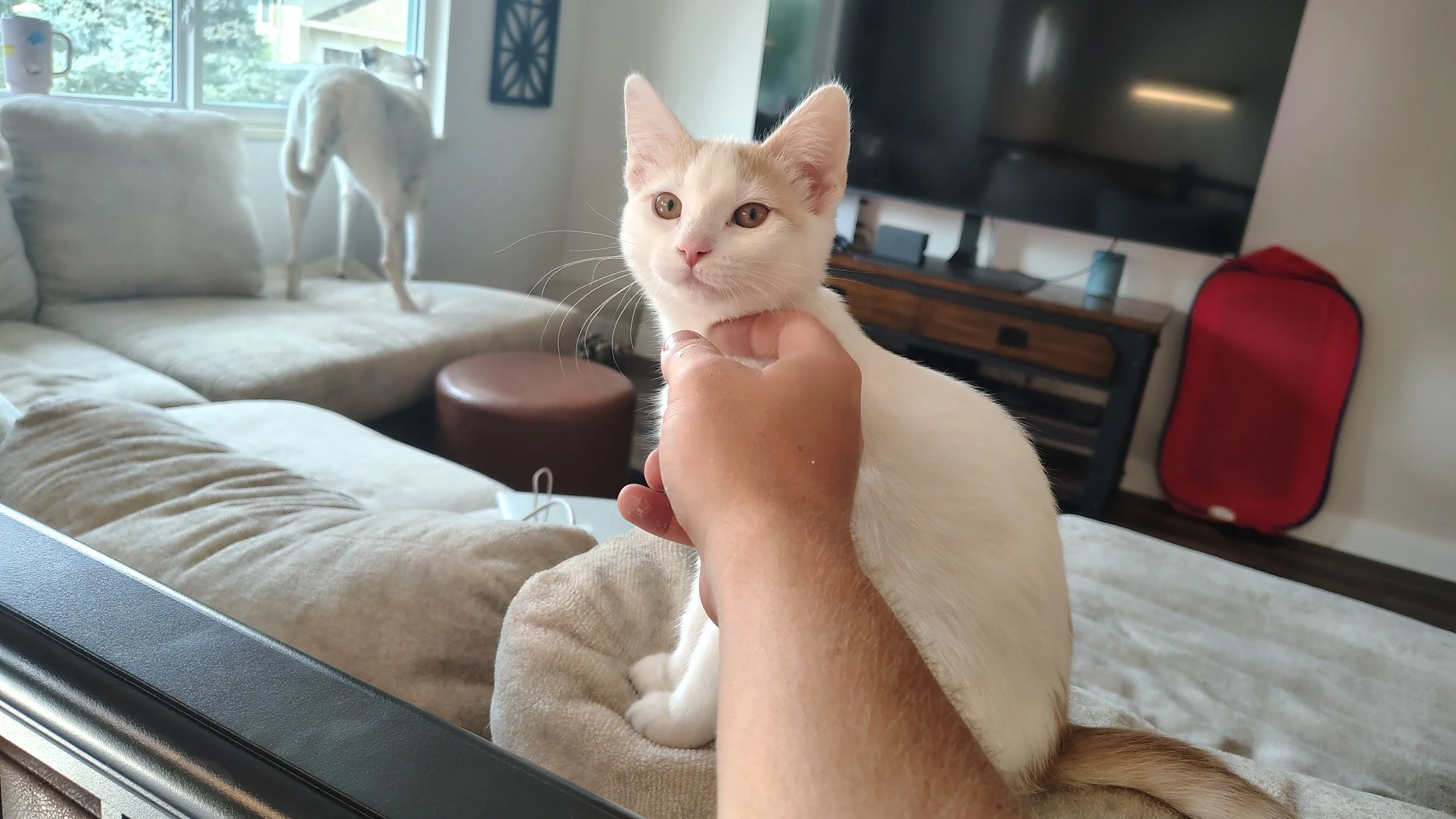 Mango - The Whipcracker