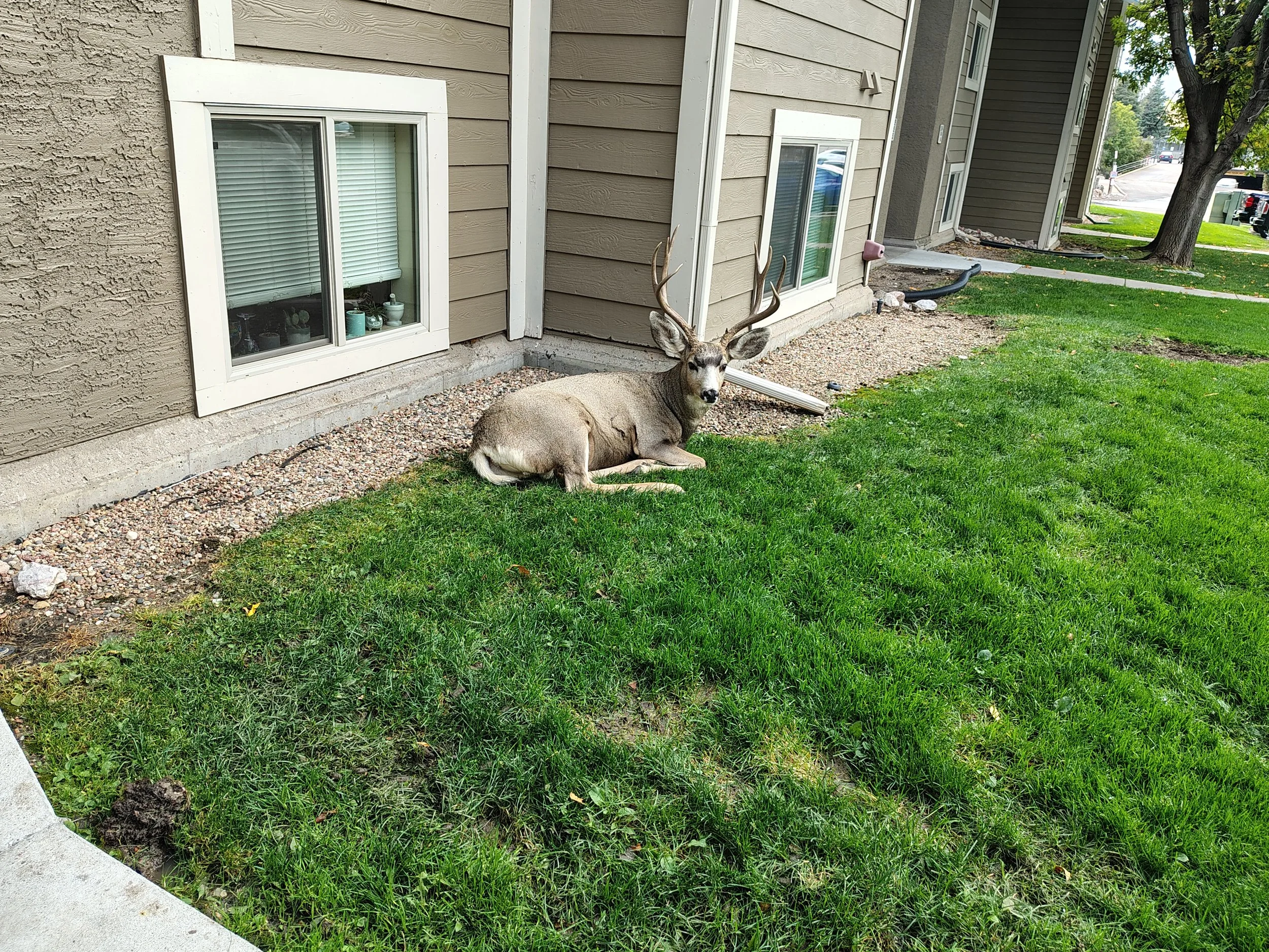 Cernunnos - The Eight-Pointed
