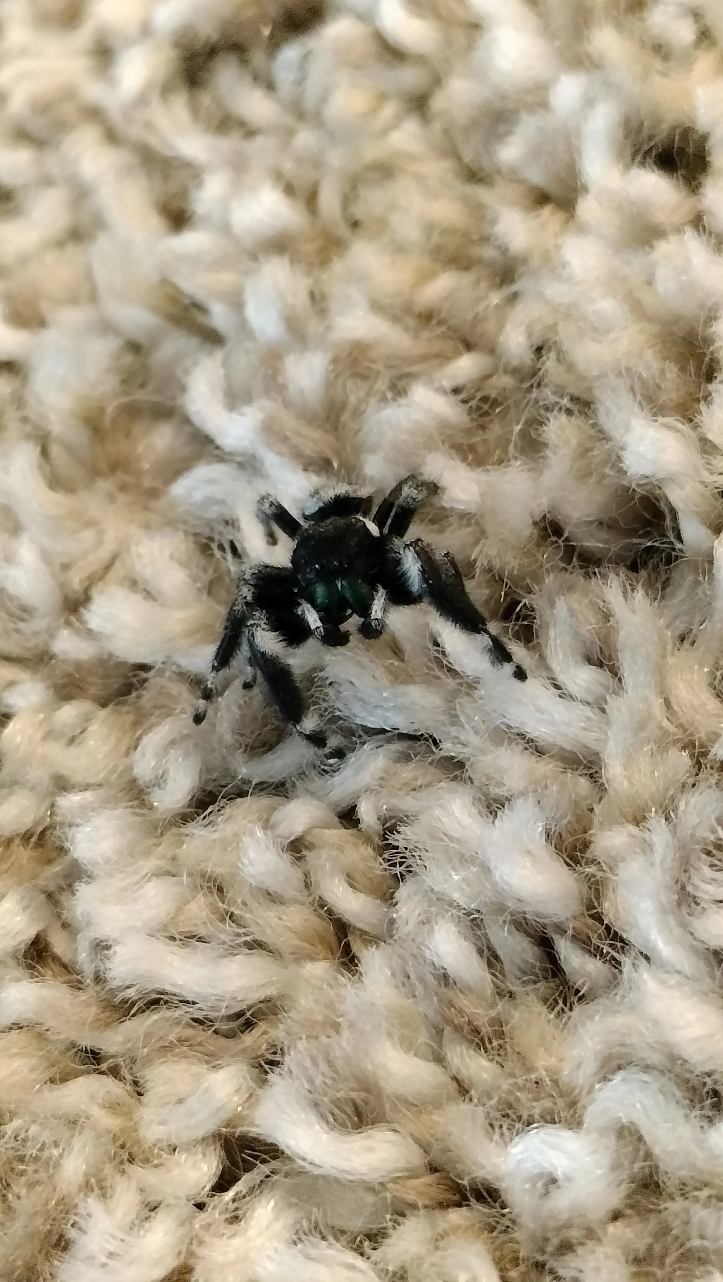 Arachne - The Beautiful