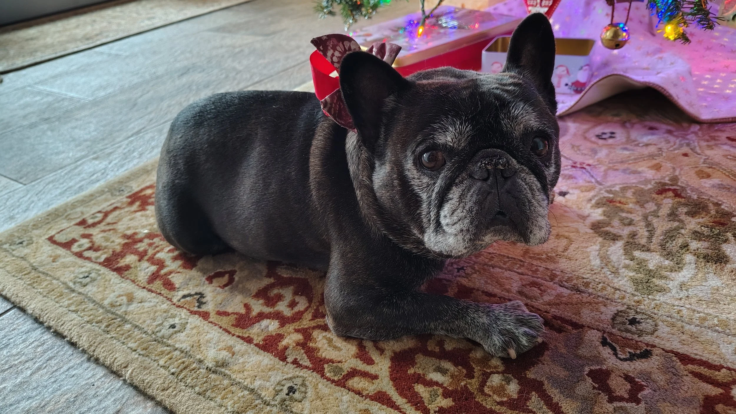 Angus - The Gentleman