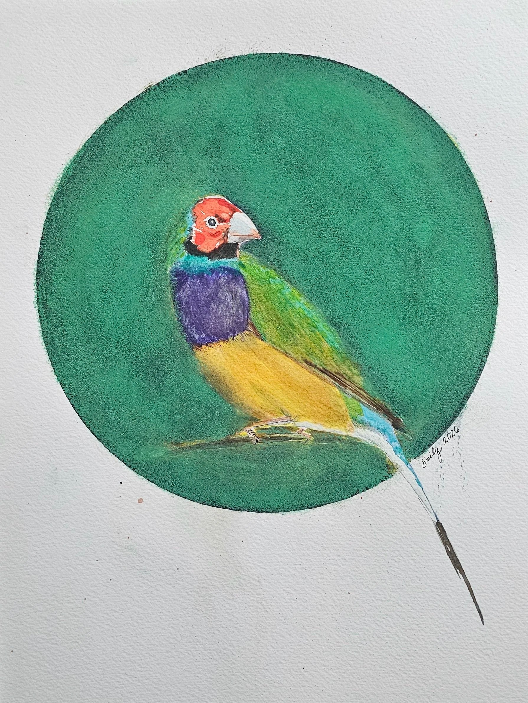 Gouldian Finch