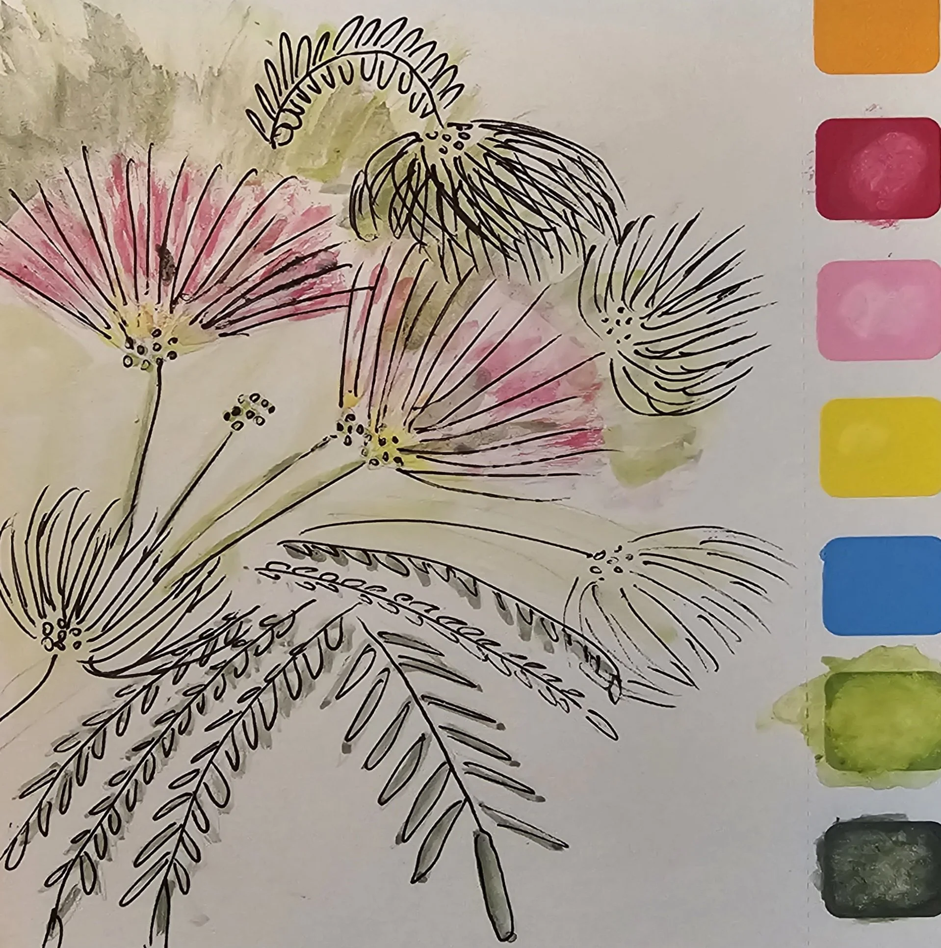 Mimosa
