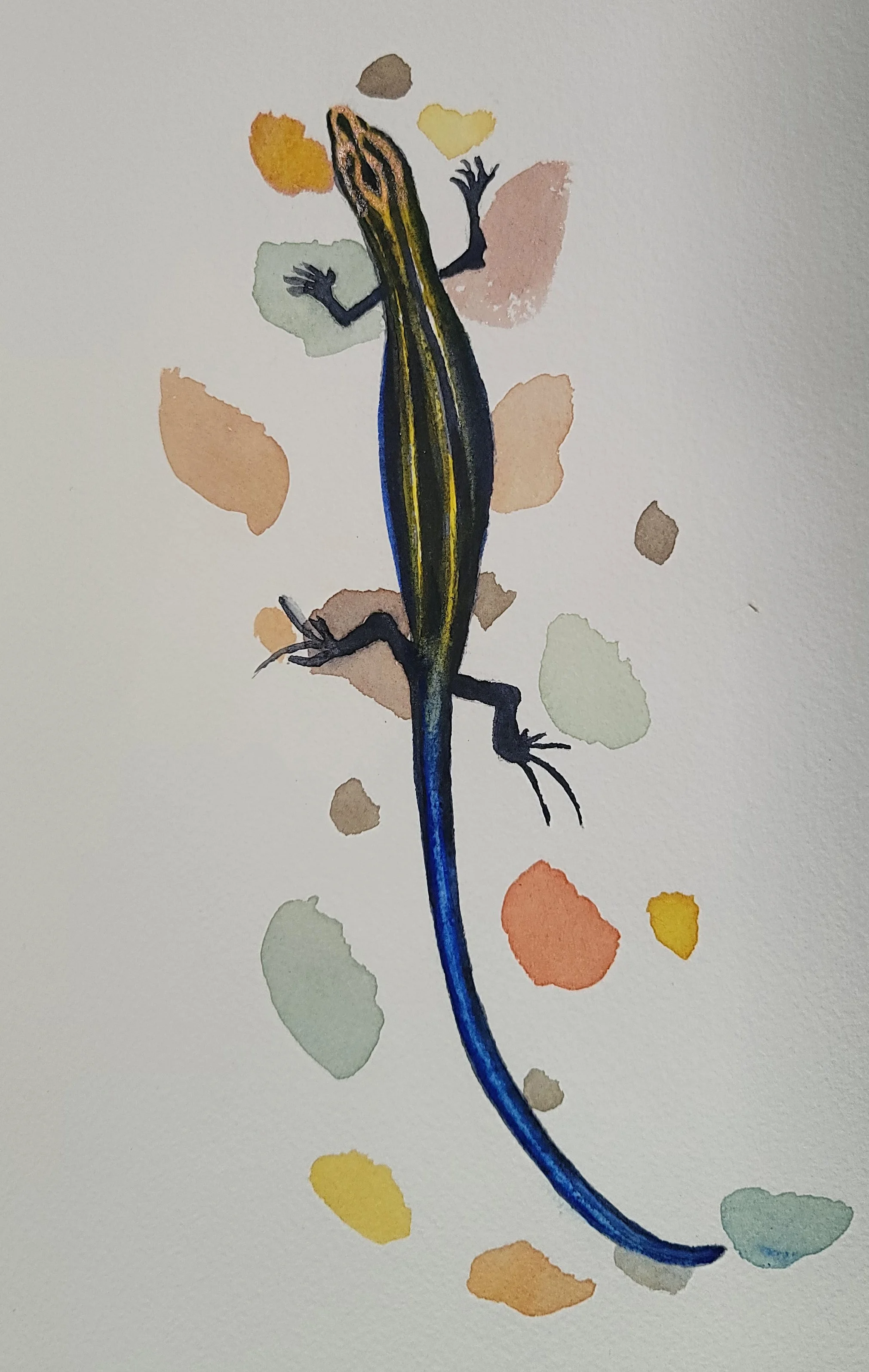 Blue tailed Skink