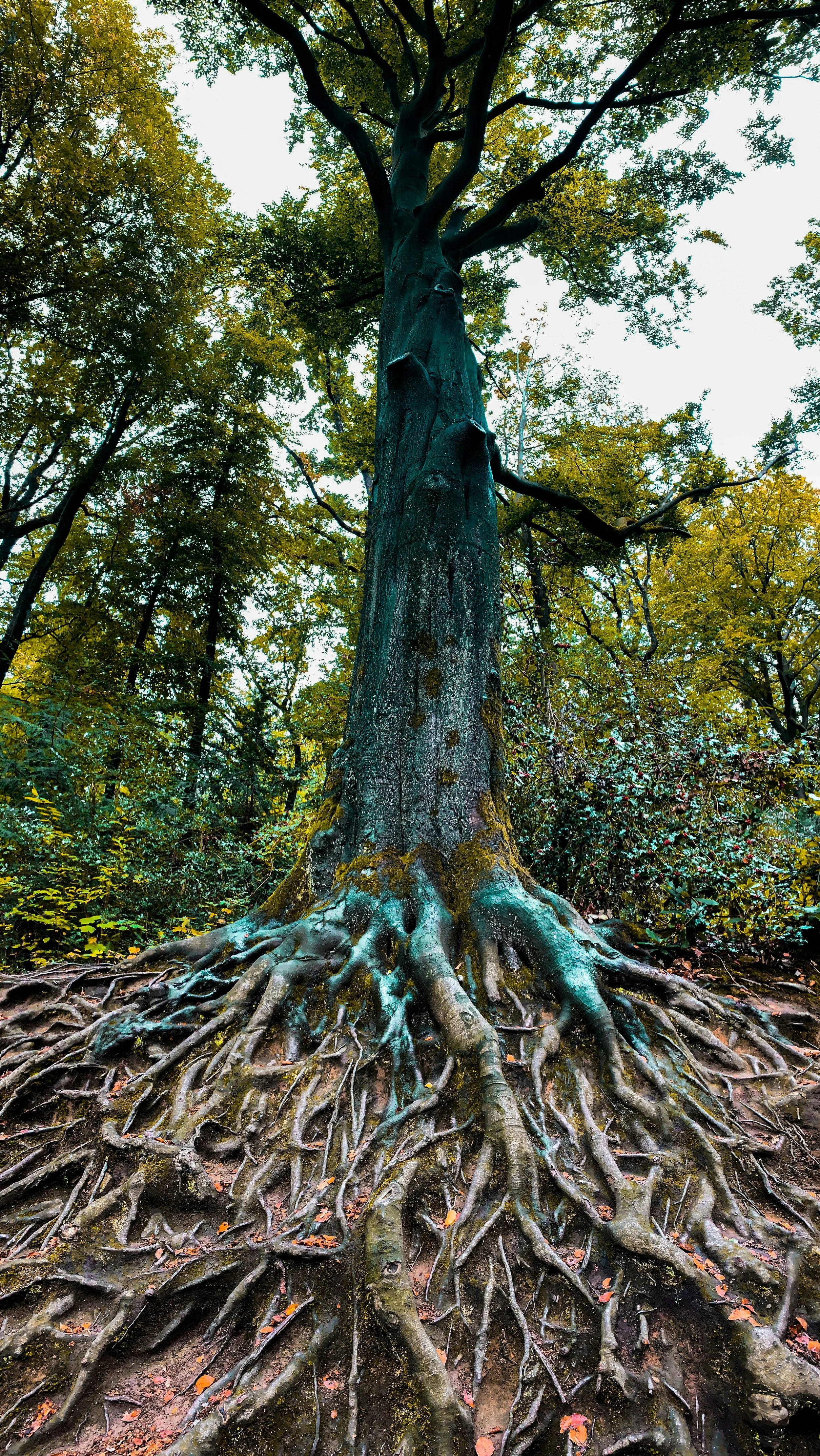 A tall tree with visible roots in a forest, surrounded by other trees with green leaves.
