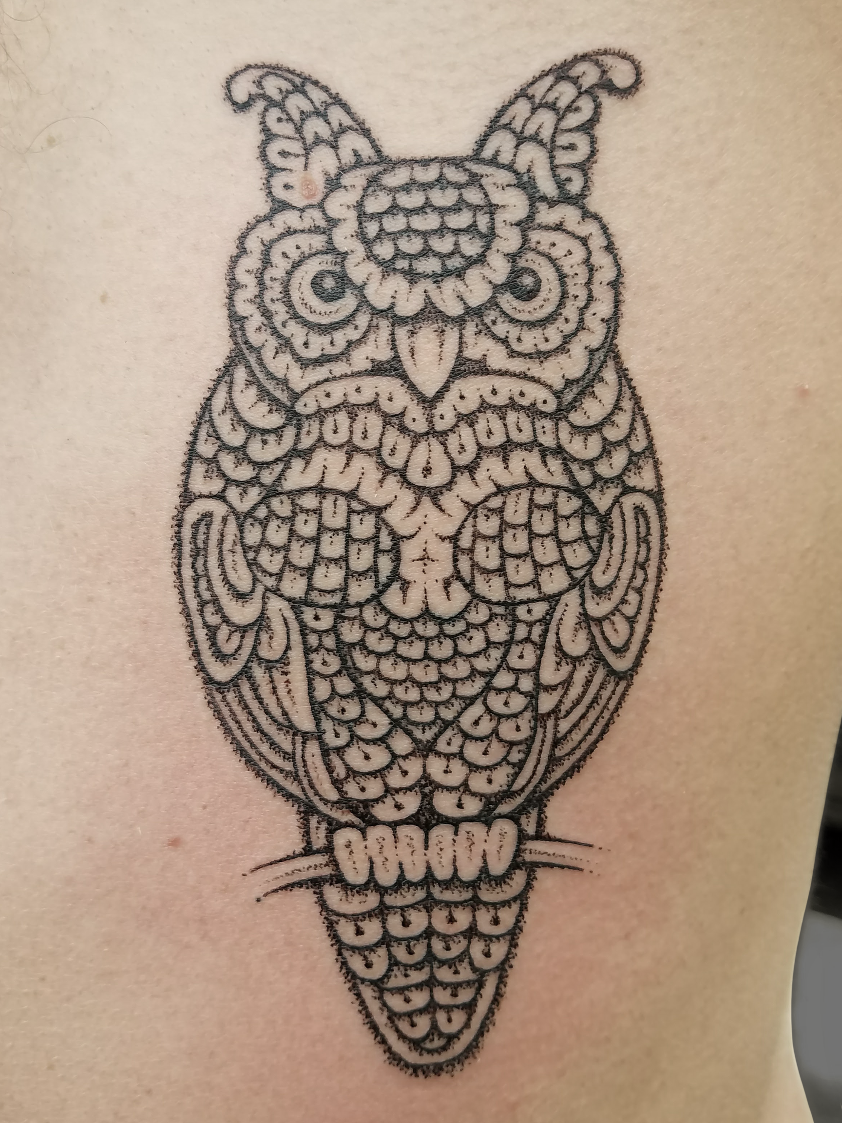 jesse ribs owl copy.png