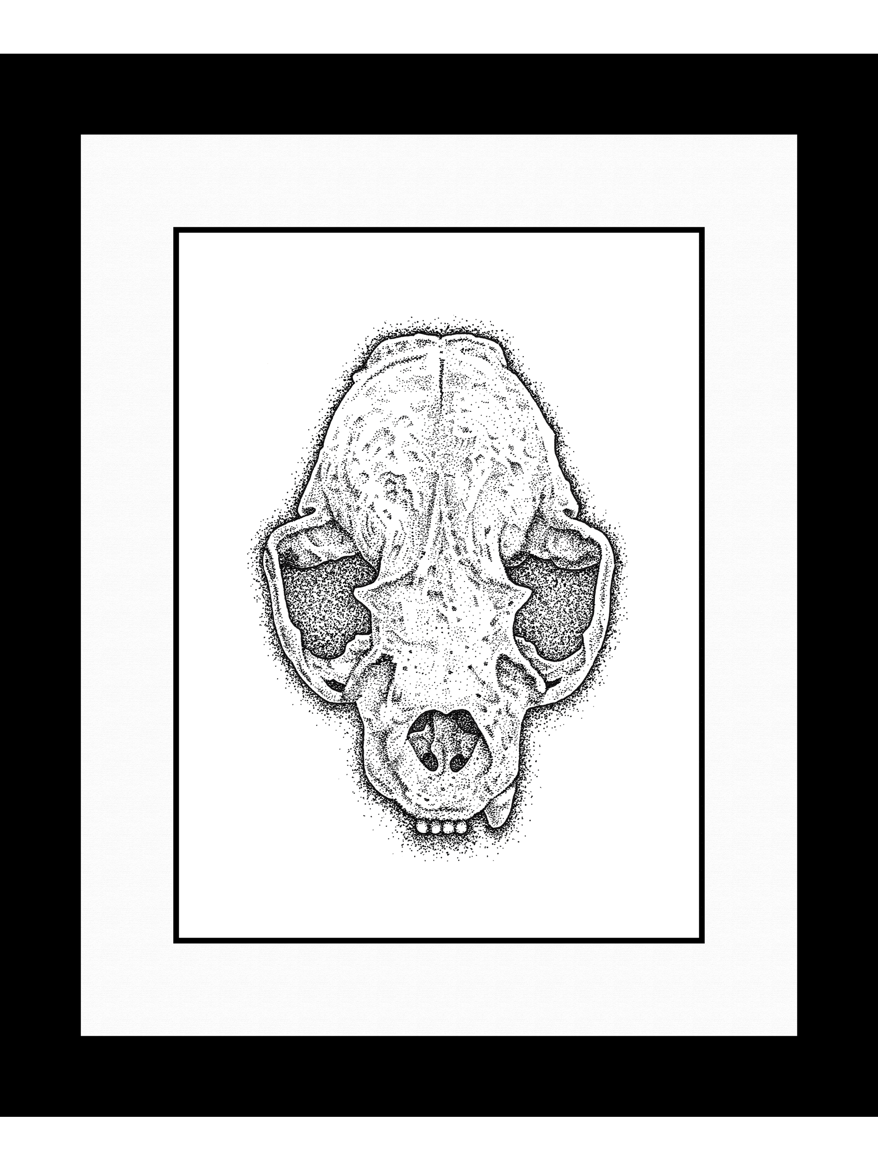   Found Skull III   (mustelid), 2016 
Ink on Bristol Board 
9" x 11" (framed) 
Sold