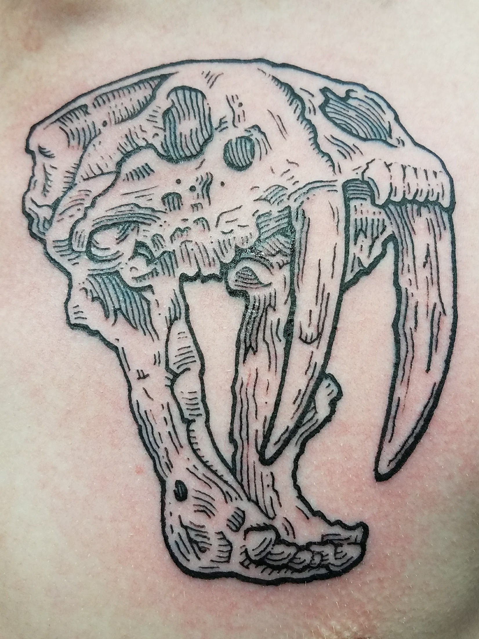 dude chest skull-saber-tooth.png