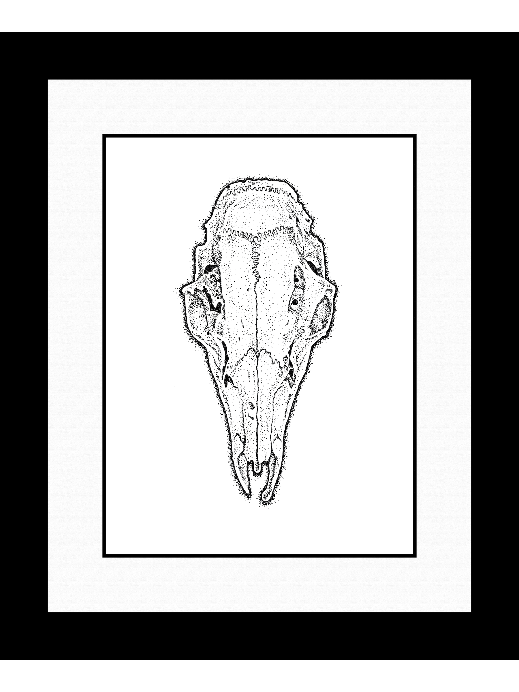   Found Skull II   (doe), 2016 
Ink on Bristol Board 
9" x 11" (framed) 
Sold