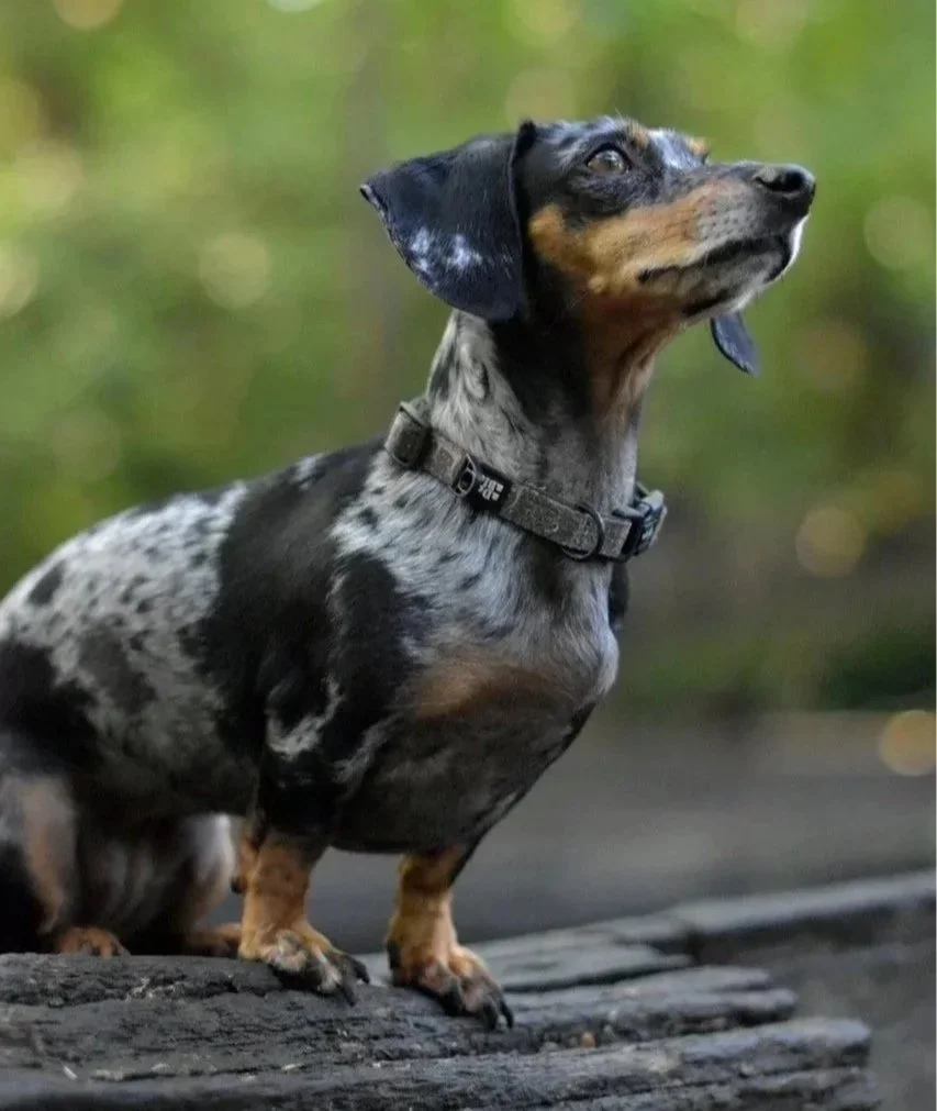A dog with a unique coat pattern, sitting on a wooden surface outdoors, with a blurred green background.