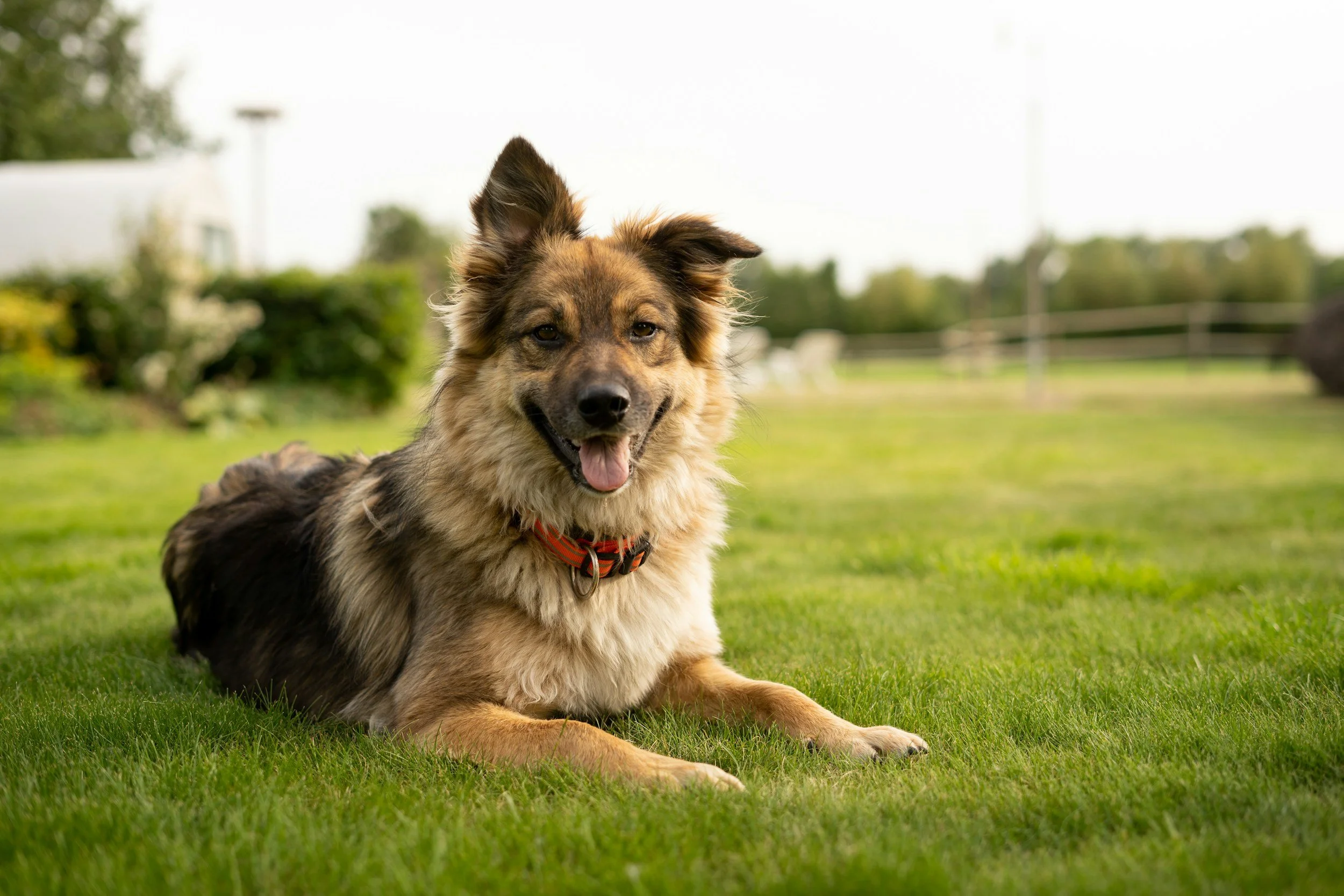 A happy mixed-breed dog with a fluffy coat, lying on green grass in a backyard, facing the camera with a wagging tail and tongue out.