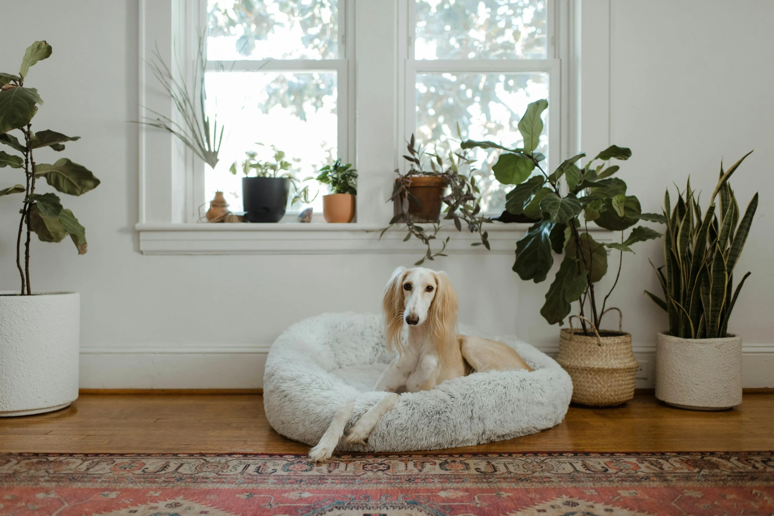 A small dog laying in a plush dog bed on a hardwood floor in a room with large plants and a window in the background.