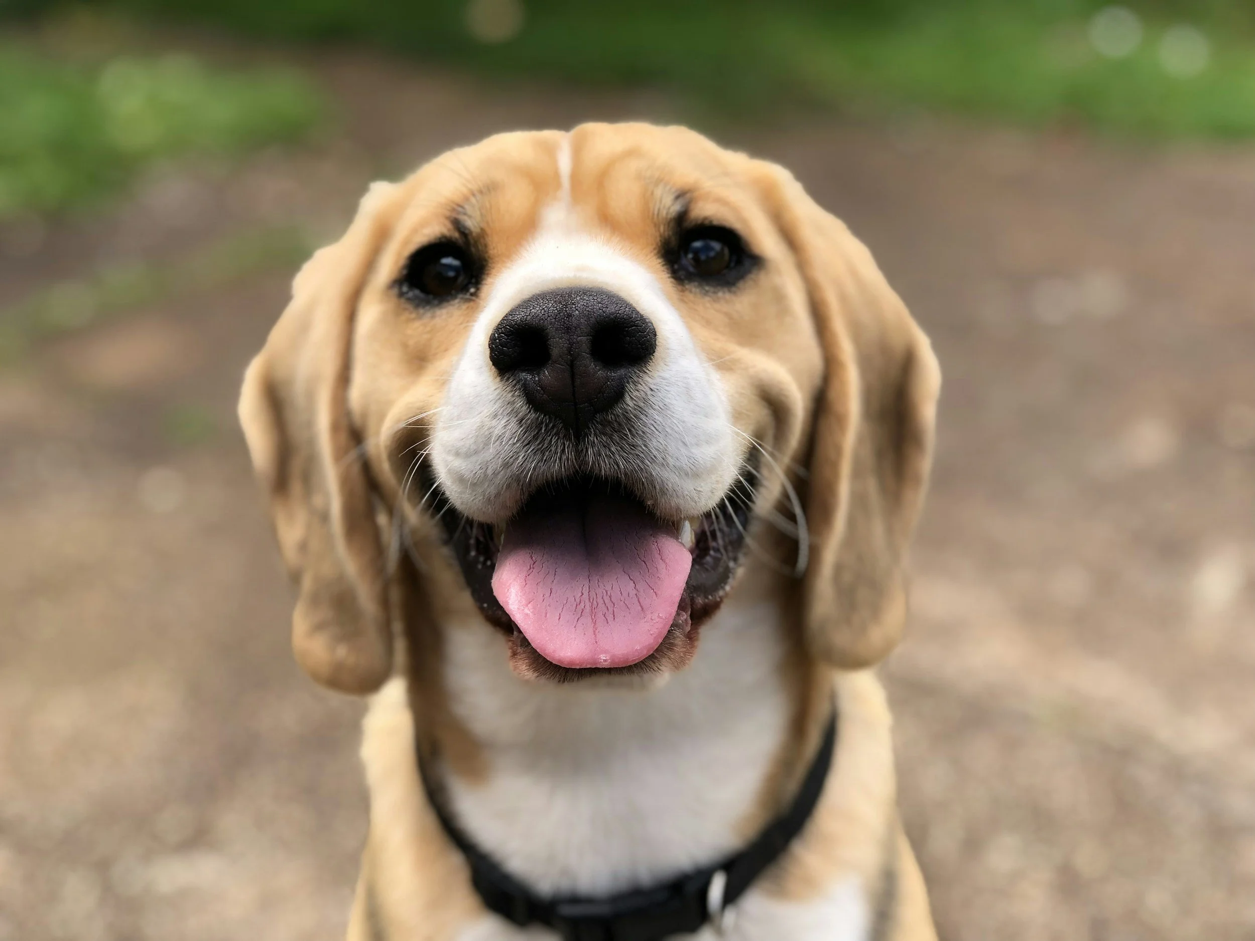 Close-up of a happy beagle dog with floppy ears and pink tongue out, outdoors with blurred greenery background.
