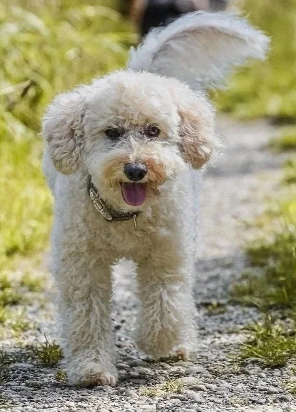 A fluffy white dog walking outdoors on a gravel path with green grass and blurred background.