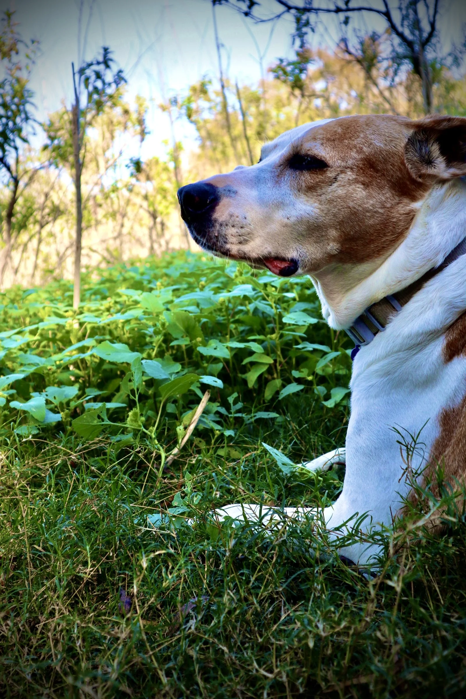 A brown and white dog lying in green grass and plants in an outdoor setting during daytime.