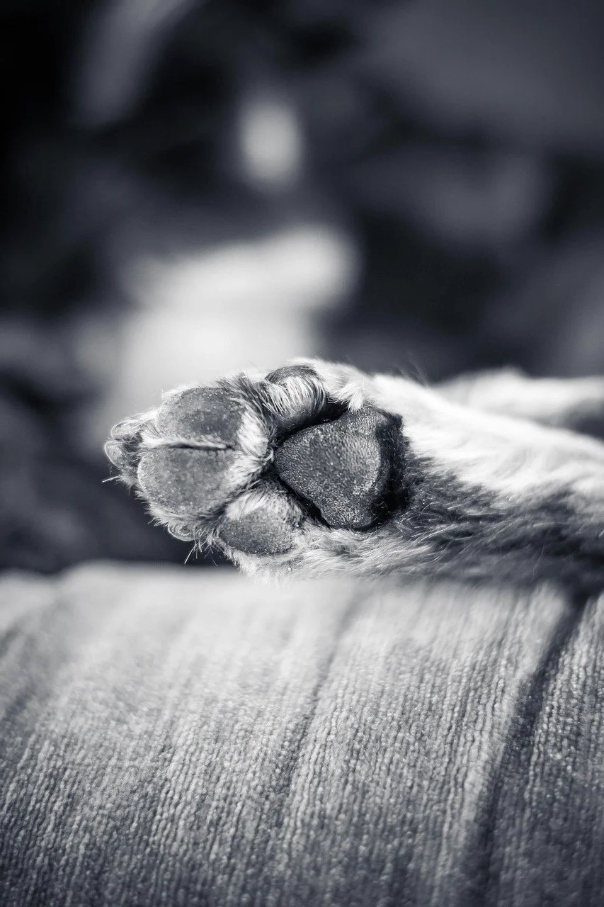 Close-up black and white photo of a dog’s paw resting on a textured surface with a blurred background.