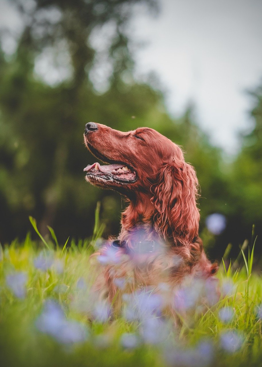 A joyful Irish Setter dog sitting in a grassy field with flowers, eyes closed, mouth open in a smile, with a blurred green and sky background.