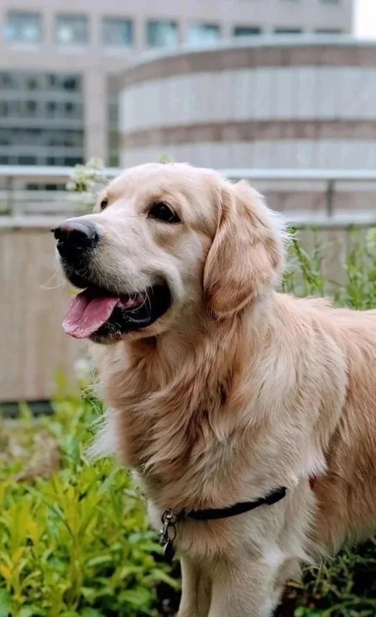 Golden retriever dog outdoors with a city building in the background.
