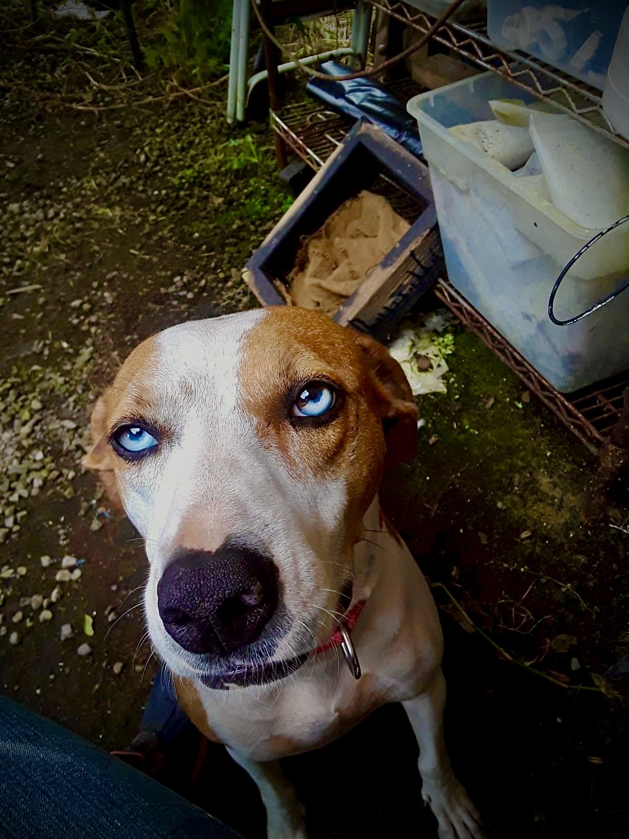 Close-up of a dog with blue eyes looking up, surrounded by outdoor storage items and dirt ground.