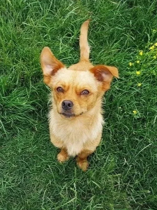 A small tan dog with large ears sitting on green grass, looking up at the camera.