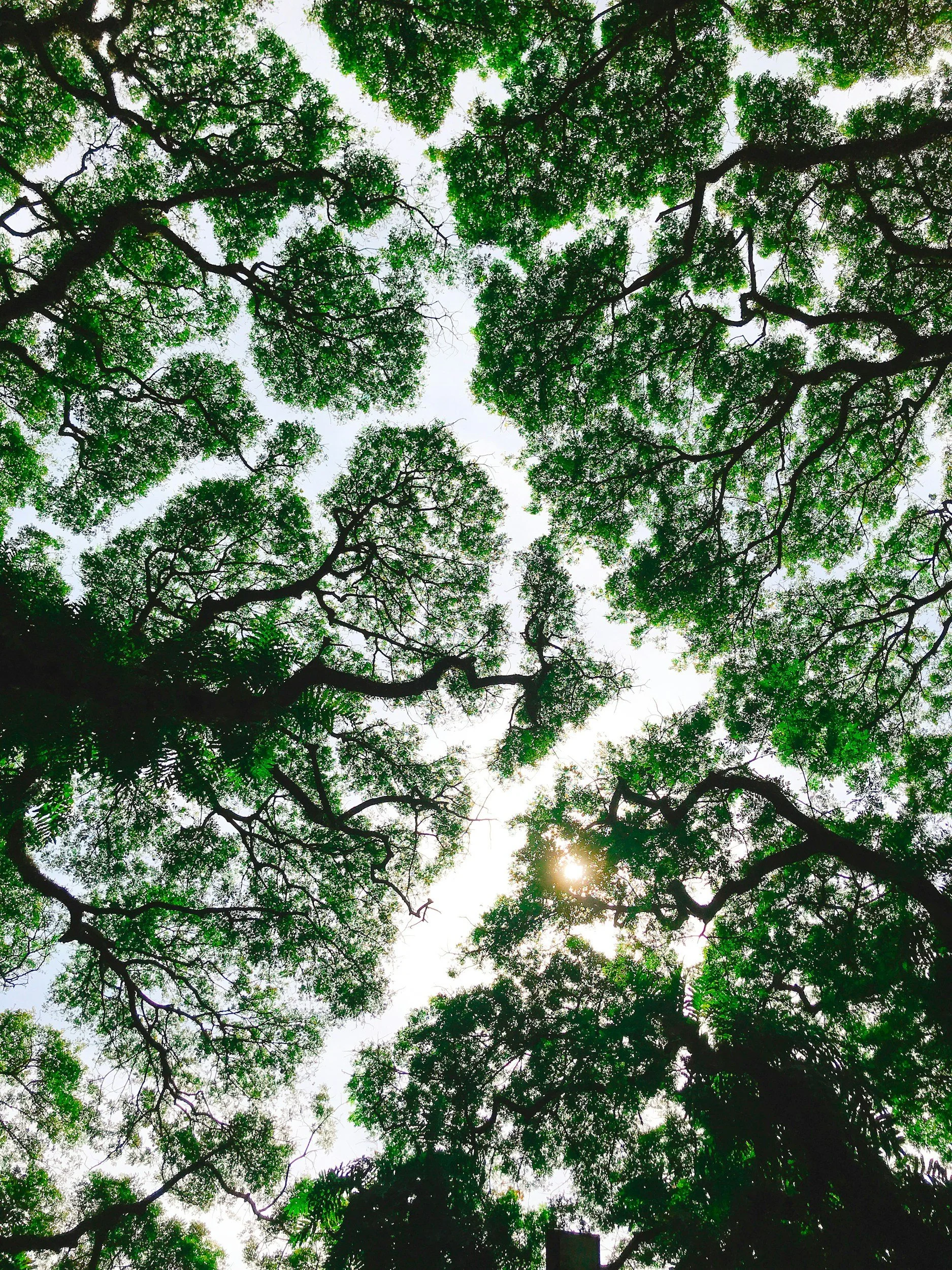 Looking up at the canopy of tall trees with green leaves, sunlight shining through the branches and leaves, creating a natural scene of a forest or park.