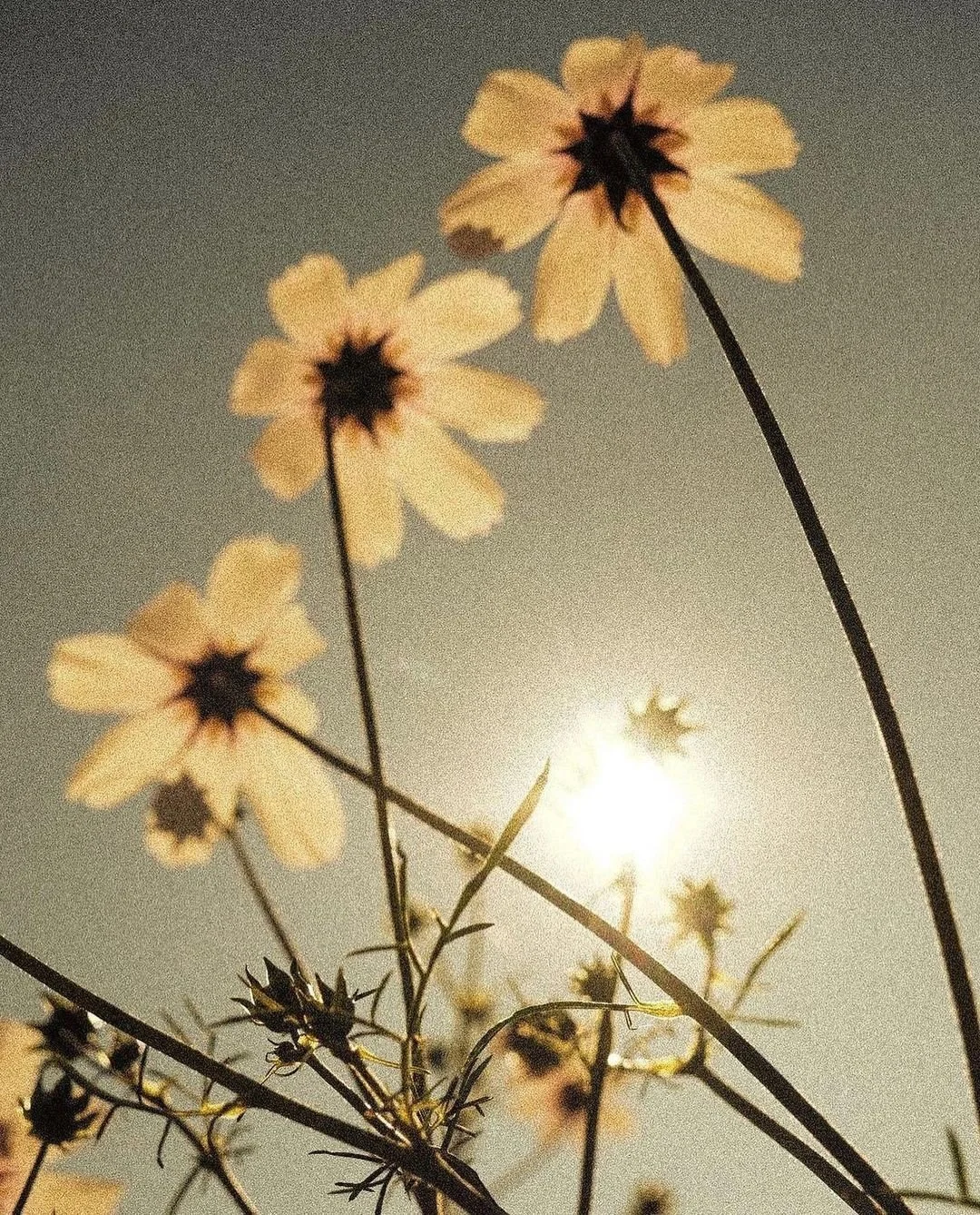 Close-up of yellow and brown flowers with the sun shining in the background