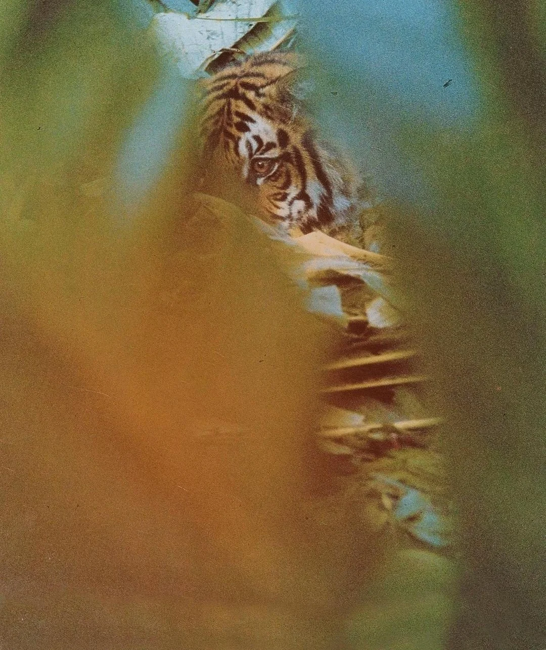 A tiger lying on the ground surrounded by blurred green and brown foliage
